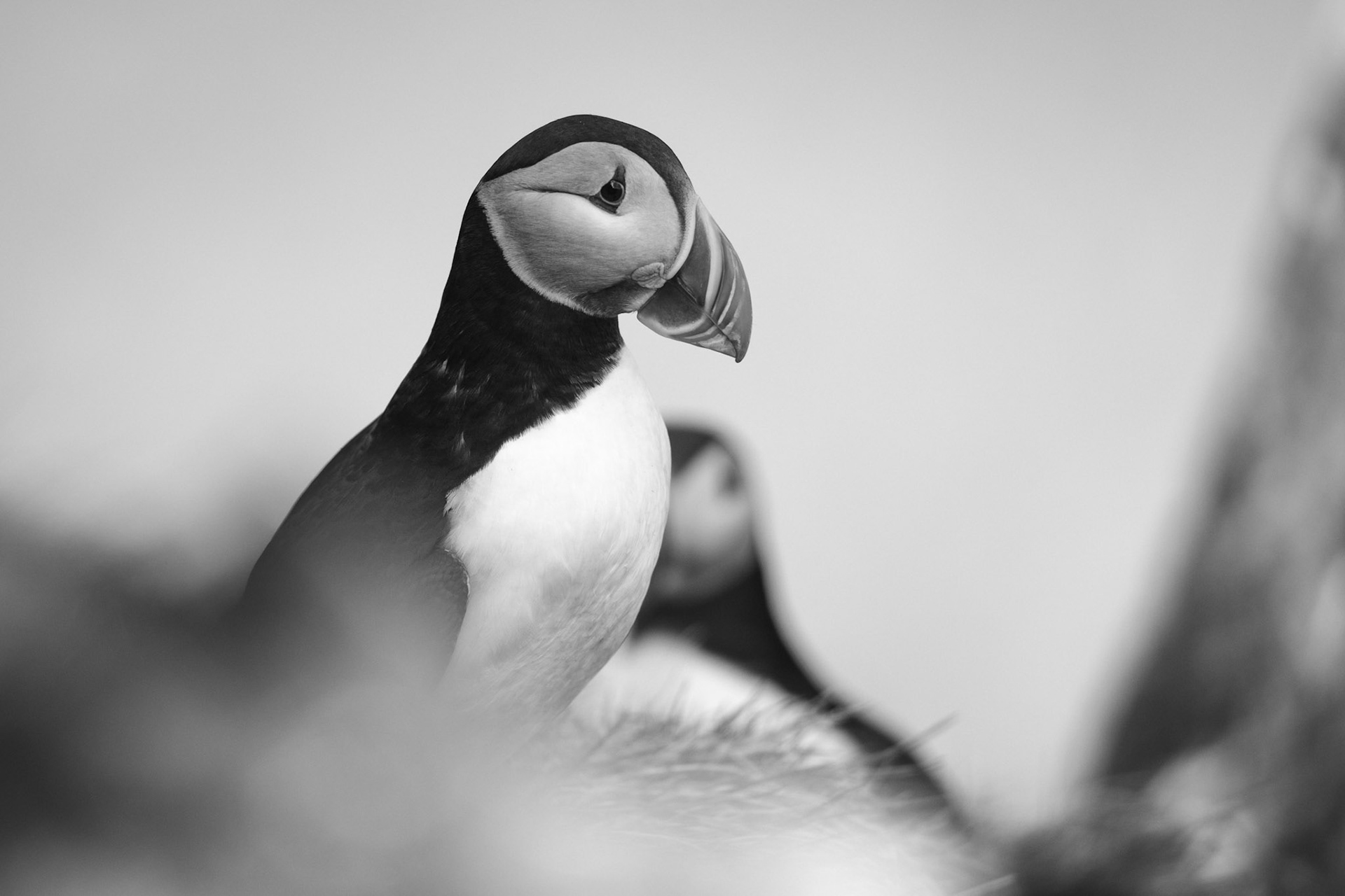 Puffin
