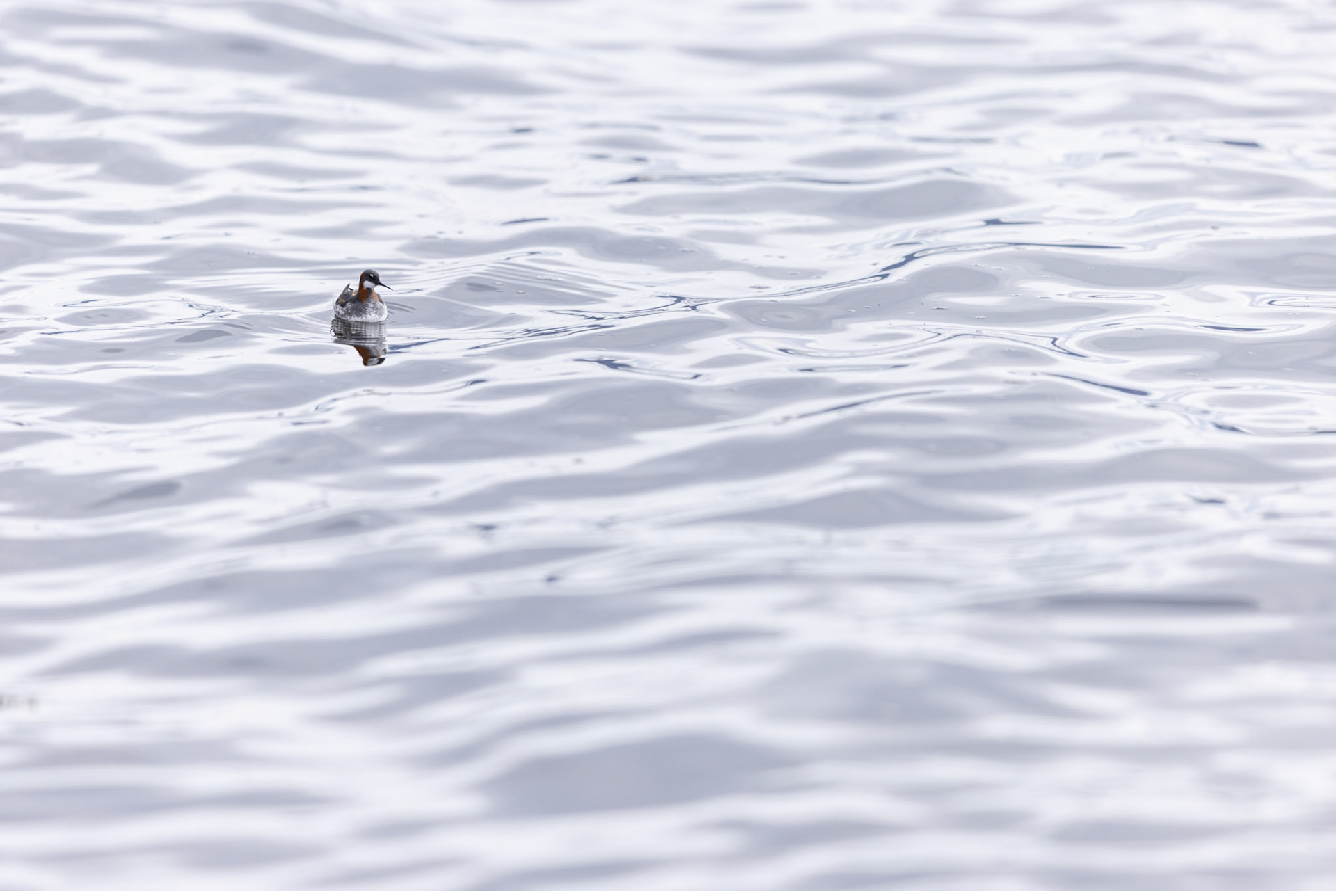 Red-necked phalarope