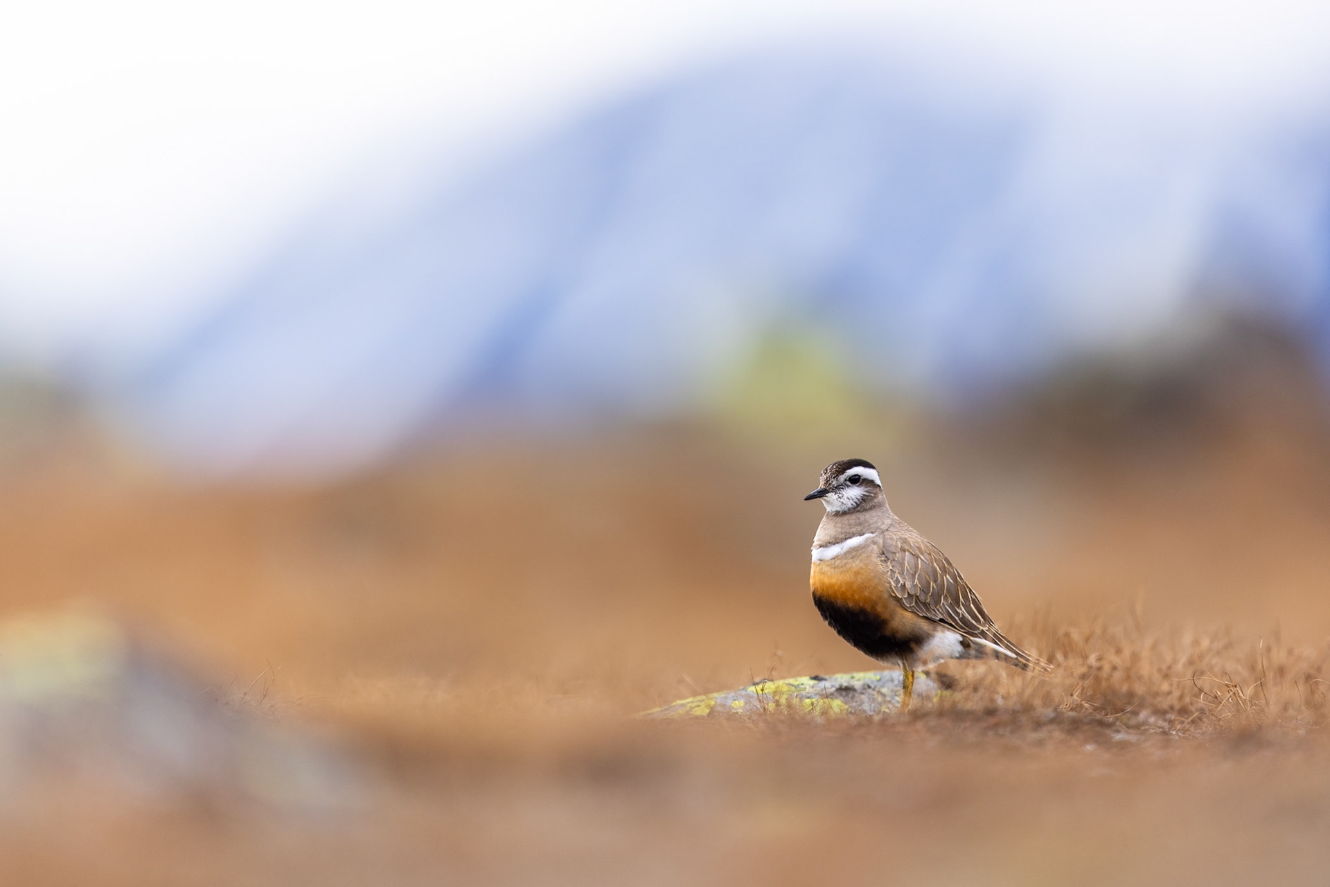 Eurasian dotterel