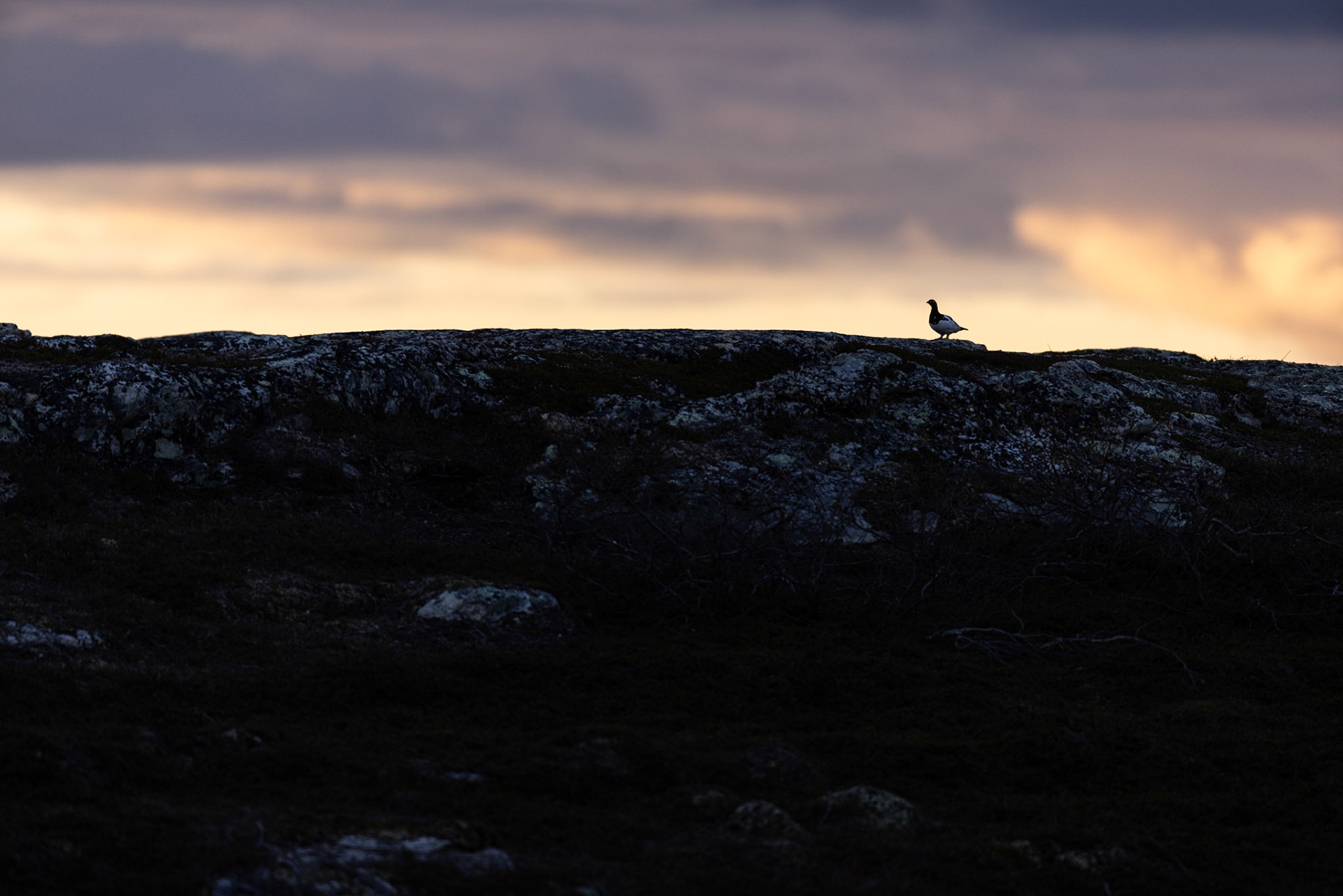 Willow grouse