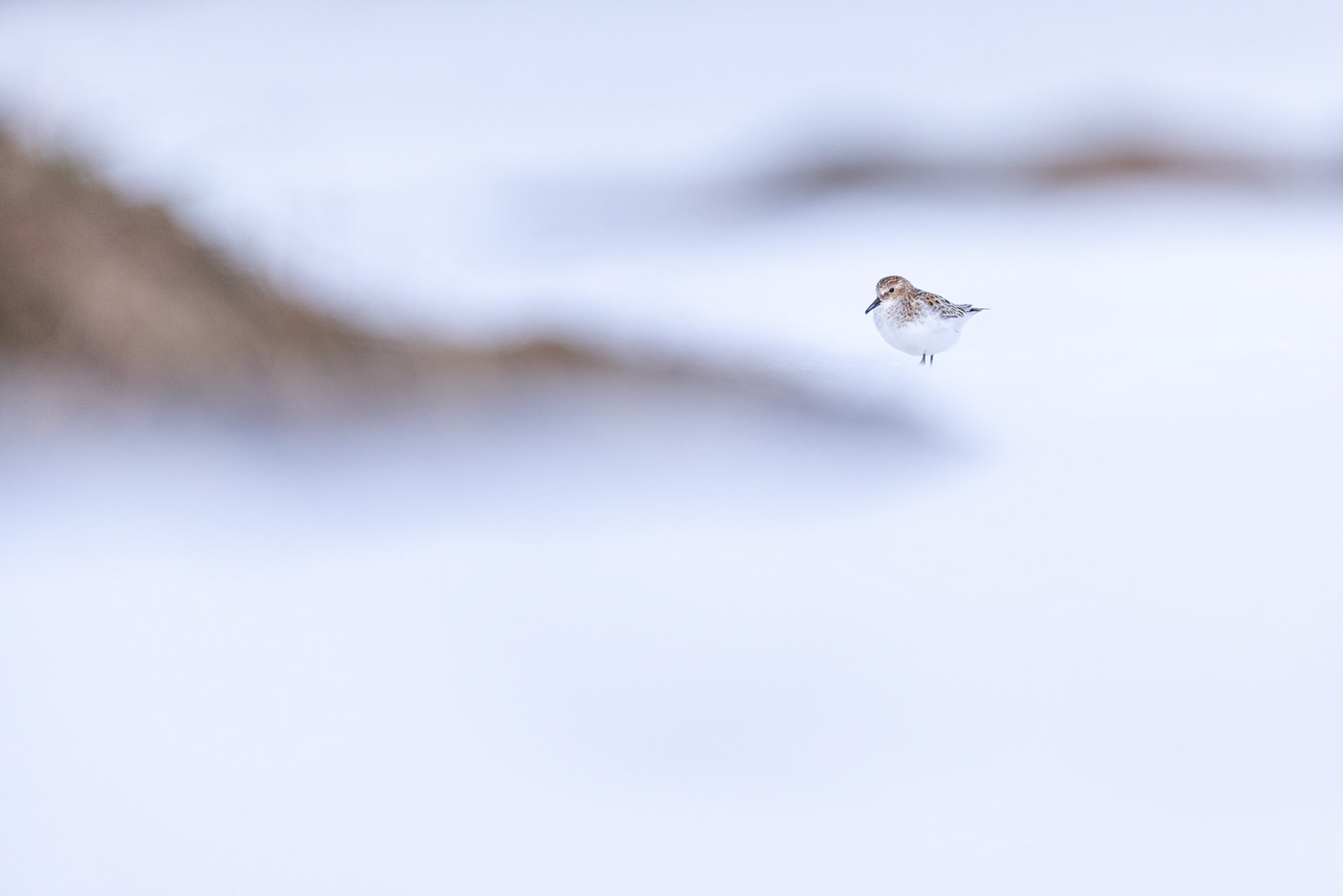 Little stint