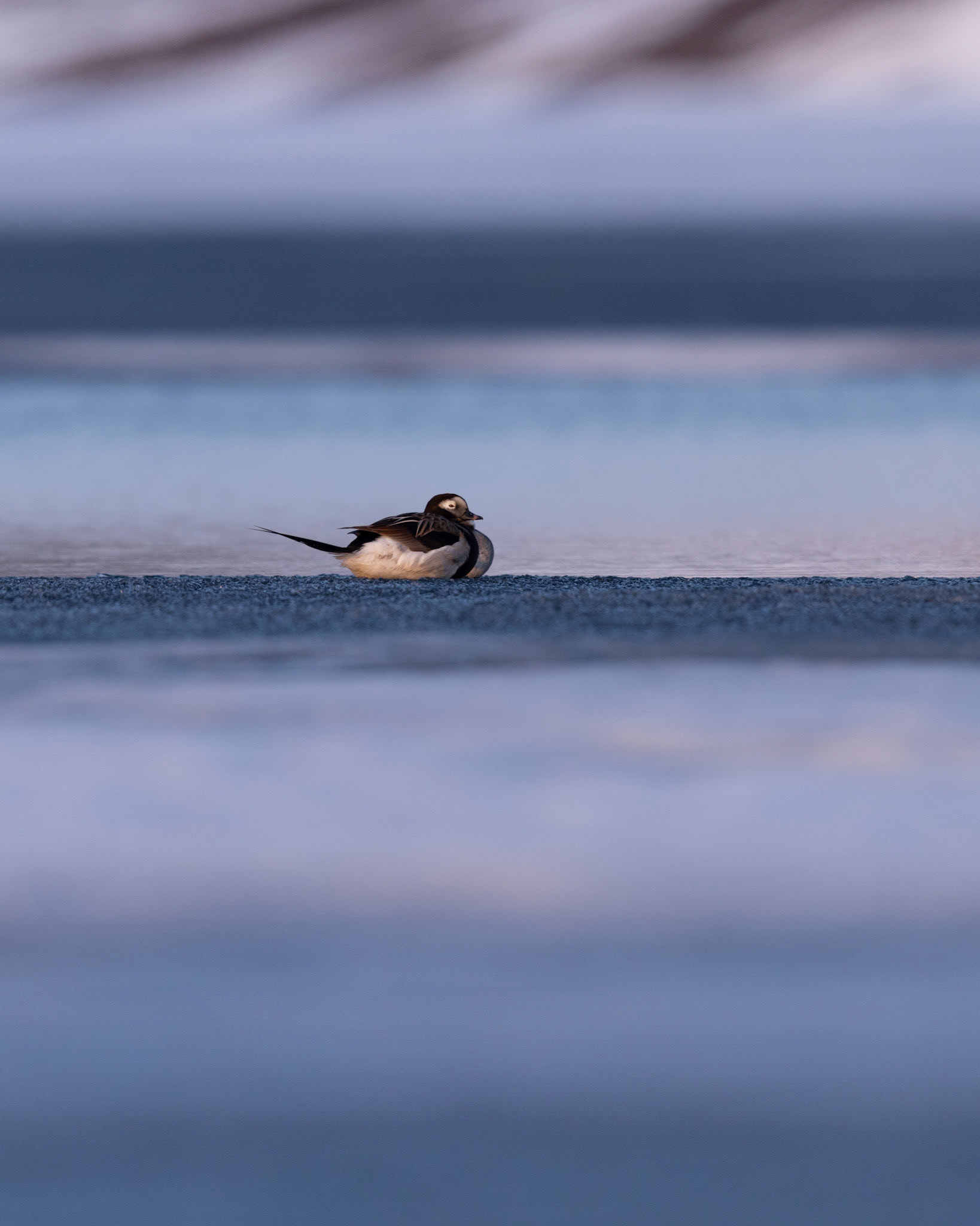 Long-tailed duck