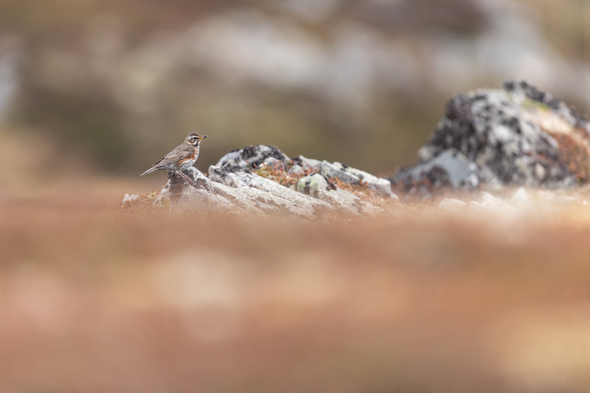 Redwing