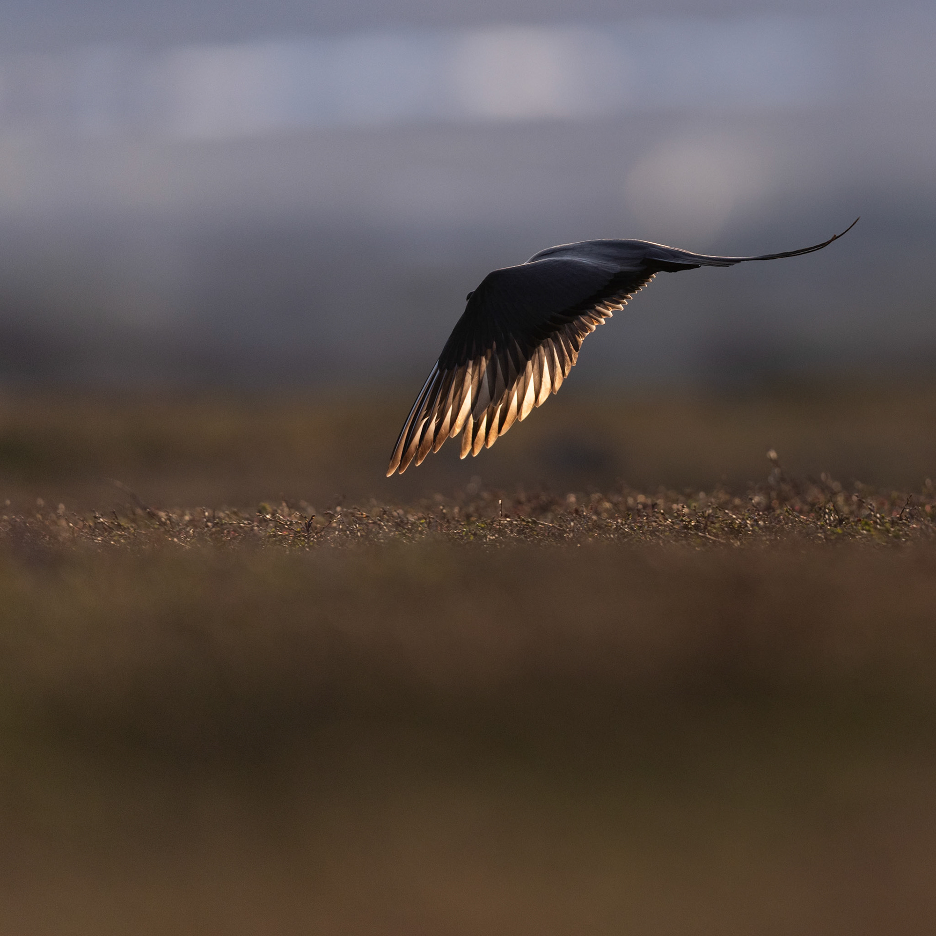 Long-tailed skua