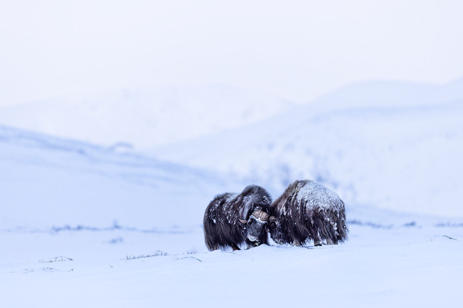 Musk oxen's friendly nudge