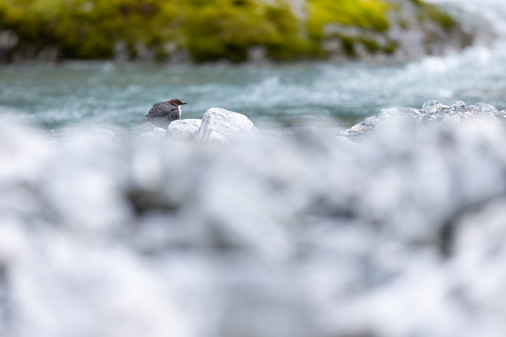White-throated dipper