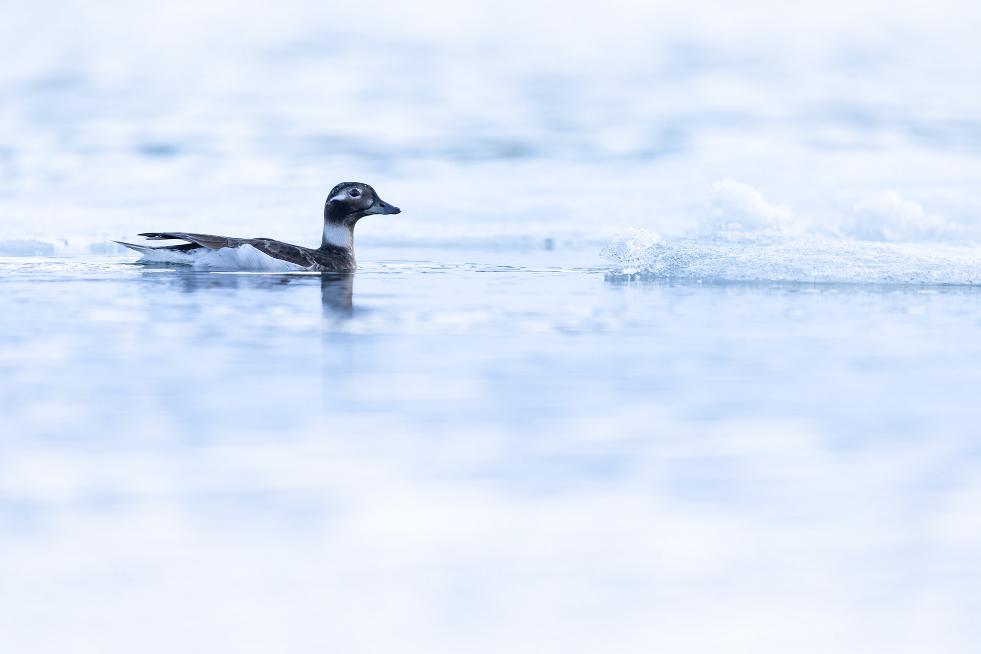 Long-tailed duck