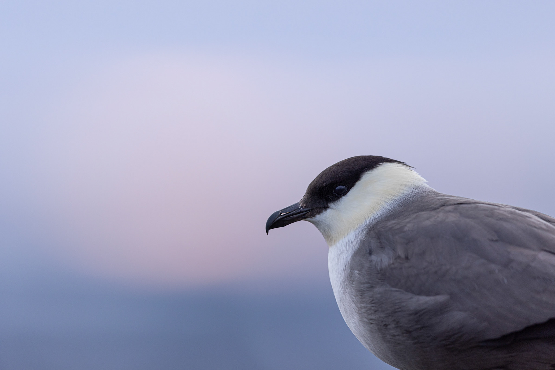 Long-tailed skua