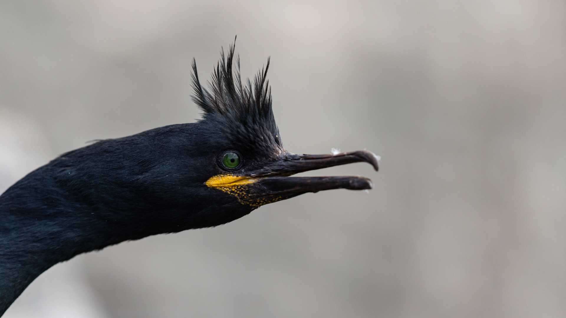 European shag
