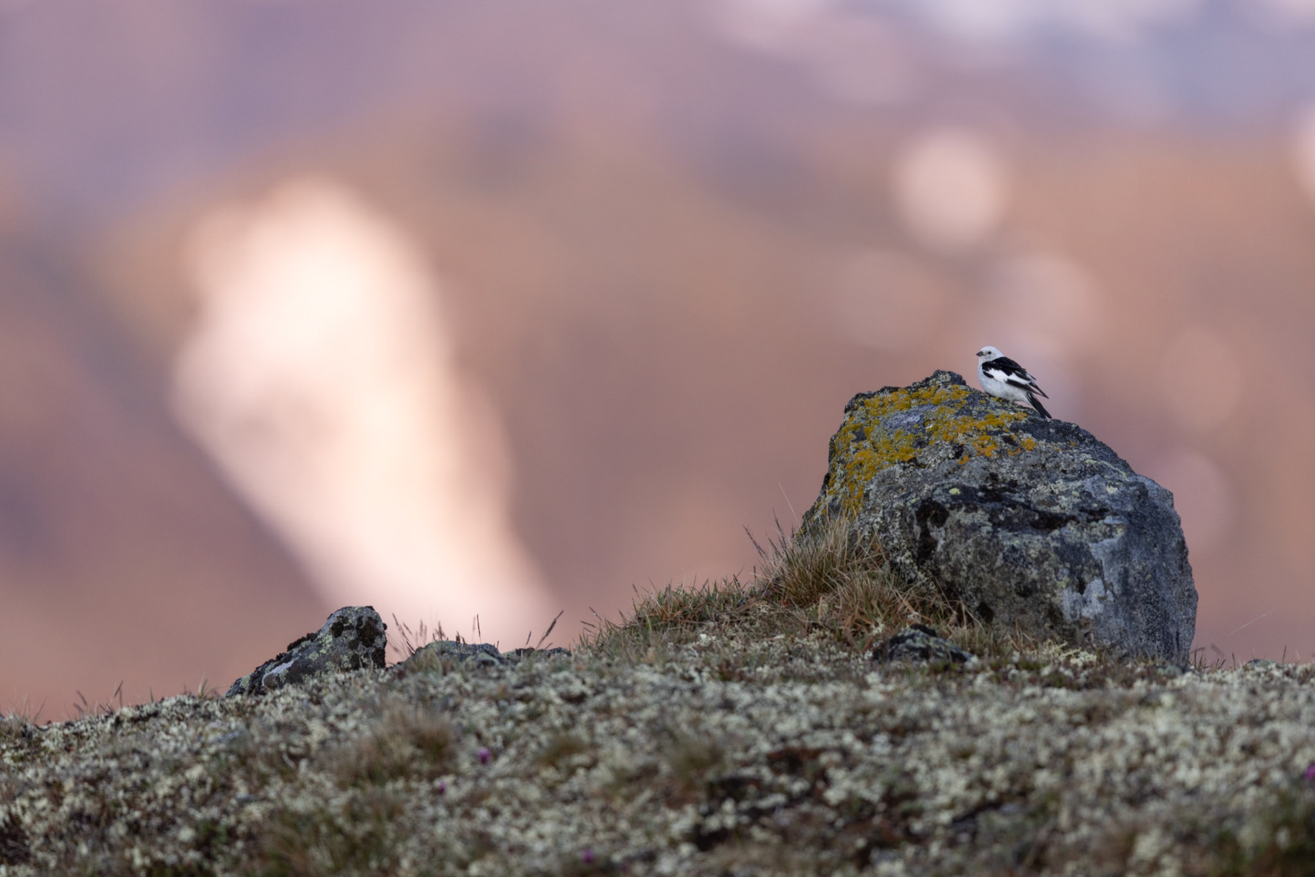 Snow bunting