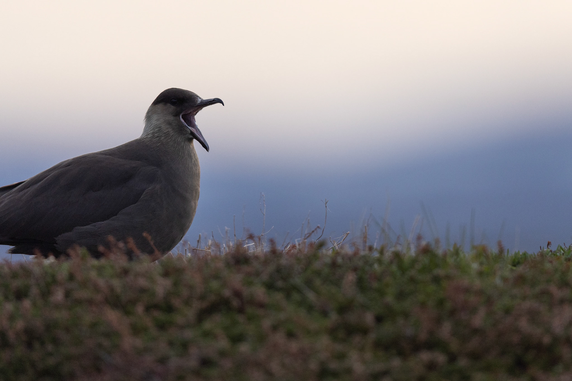 Arctic skua