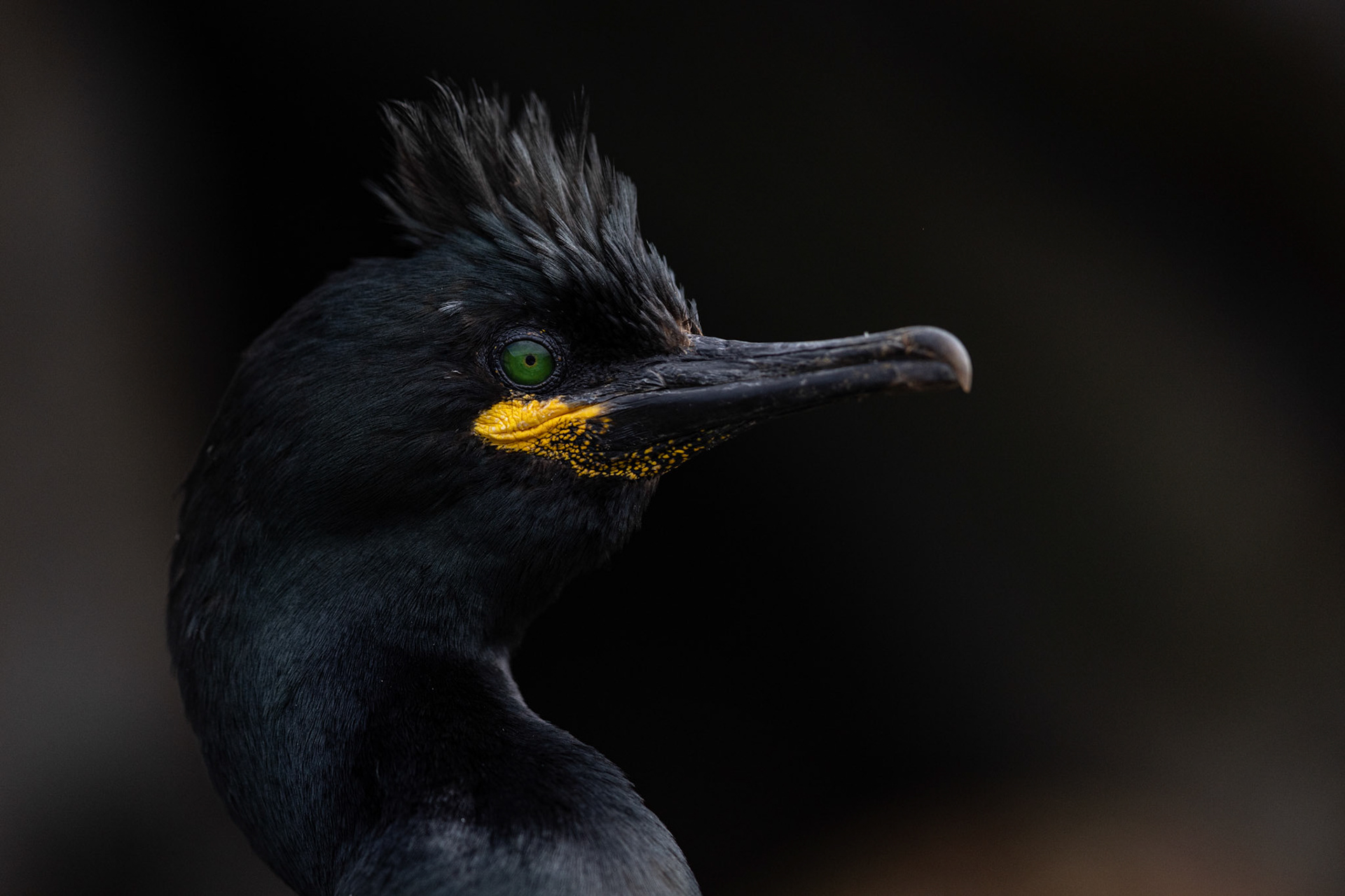 European shag