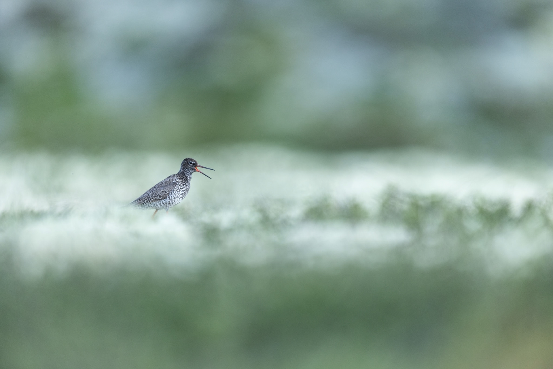 Common redshank
