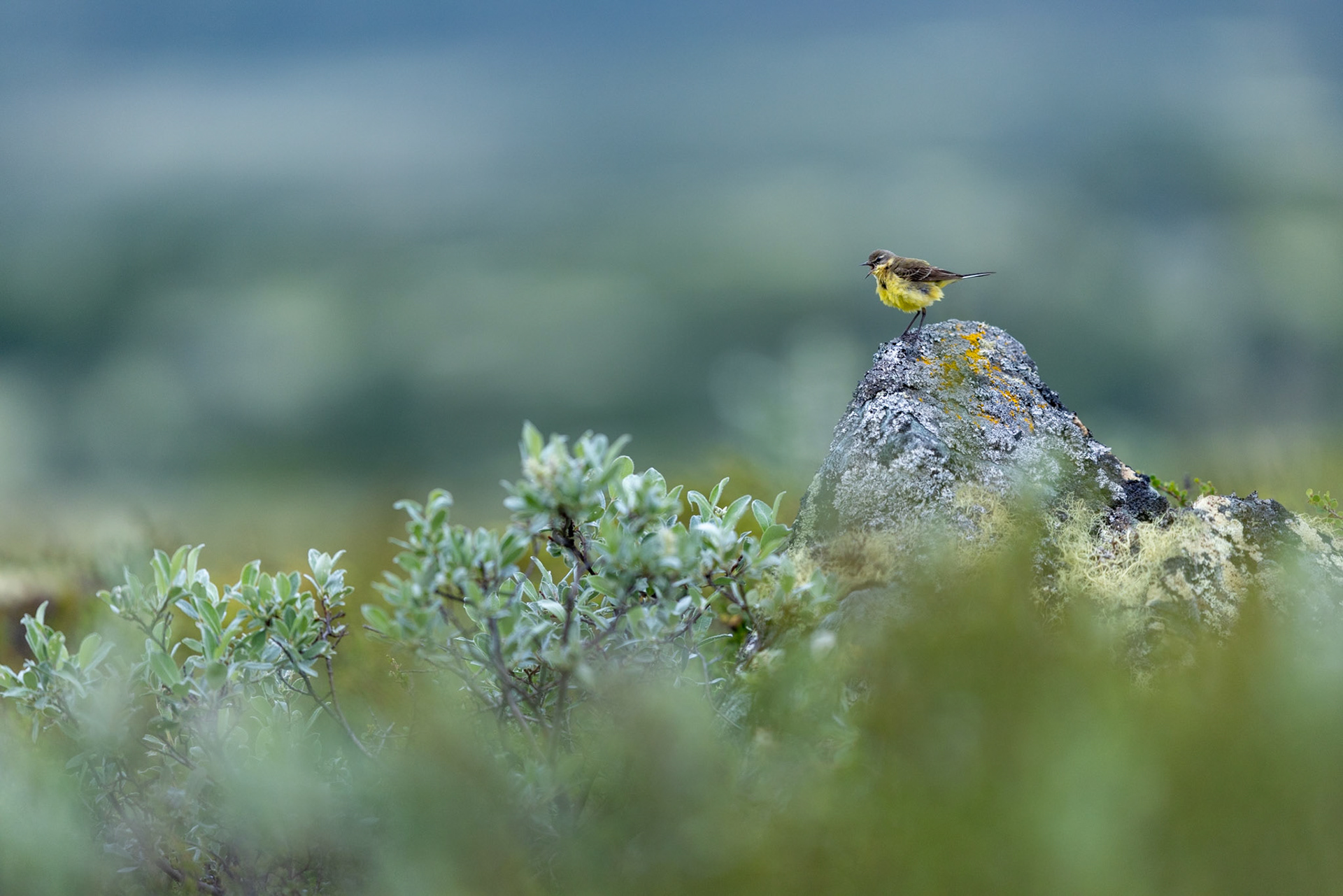 Yellow wagtail