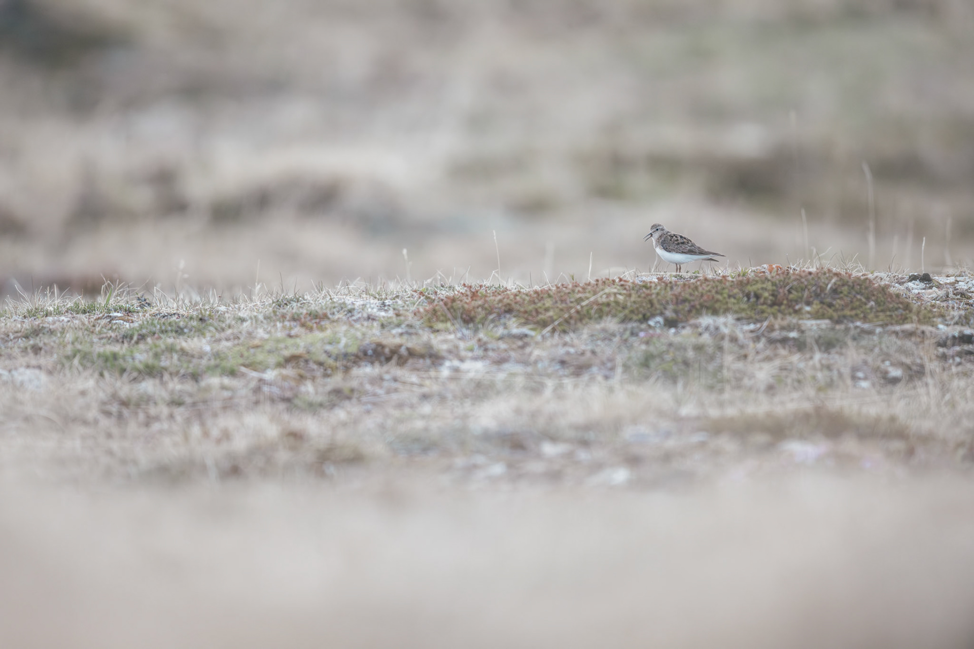 Temmincks stint