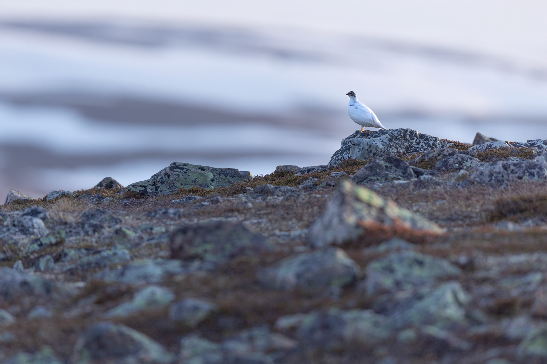 Rock ptarmigan