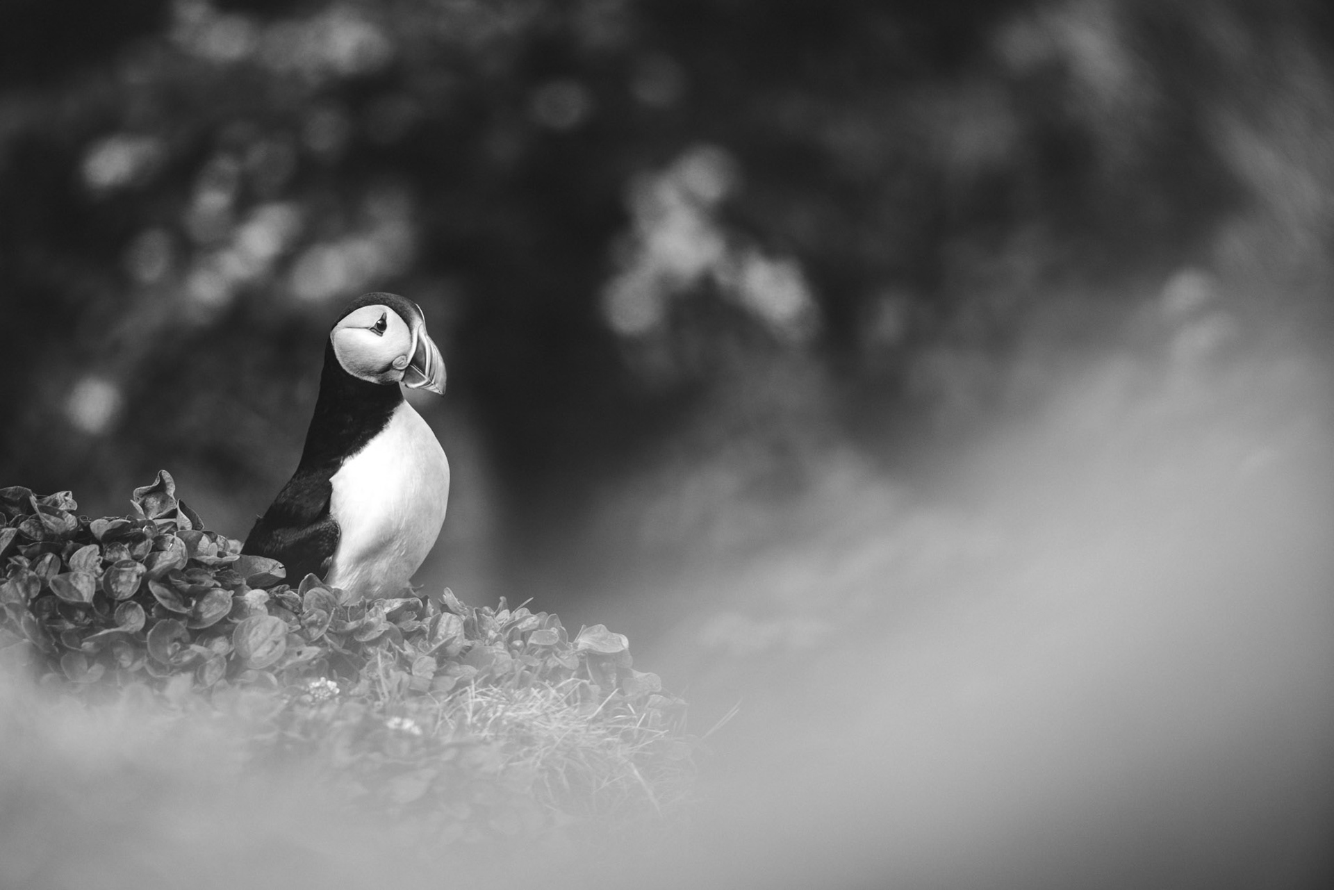 Puffin