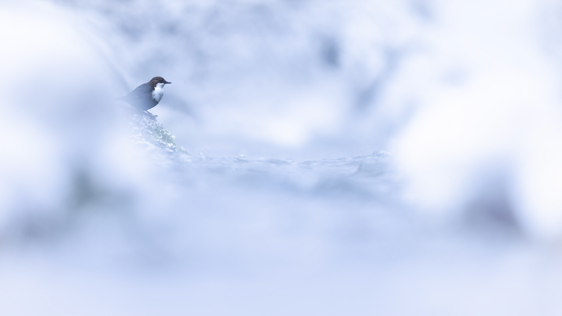 White-throated dipper in a winter wonderland