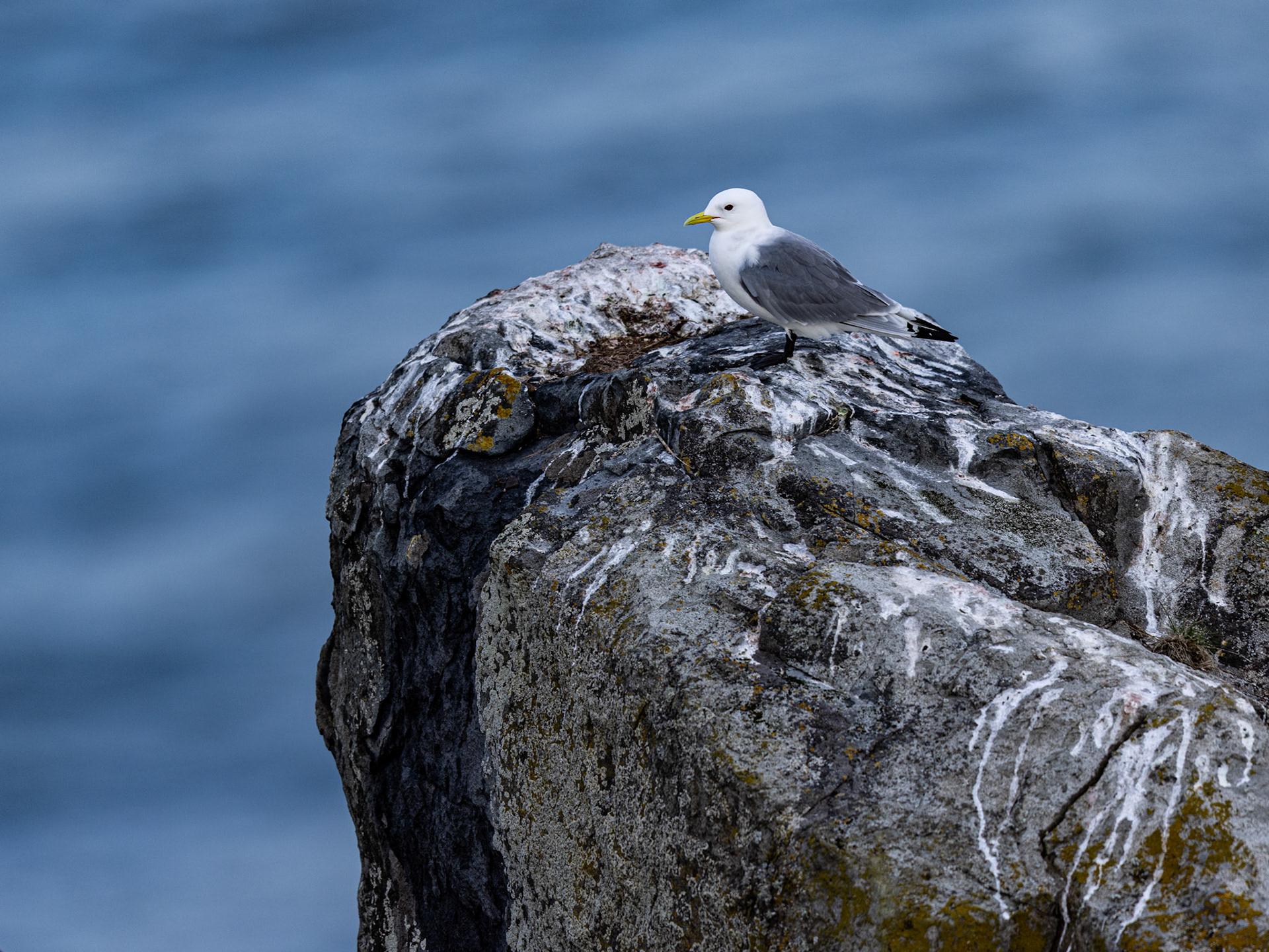 Black-legged kittiwake
