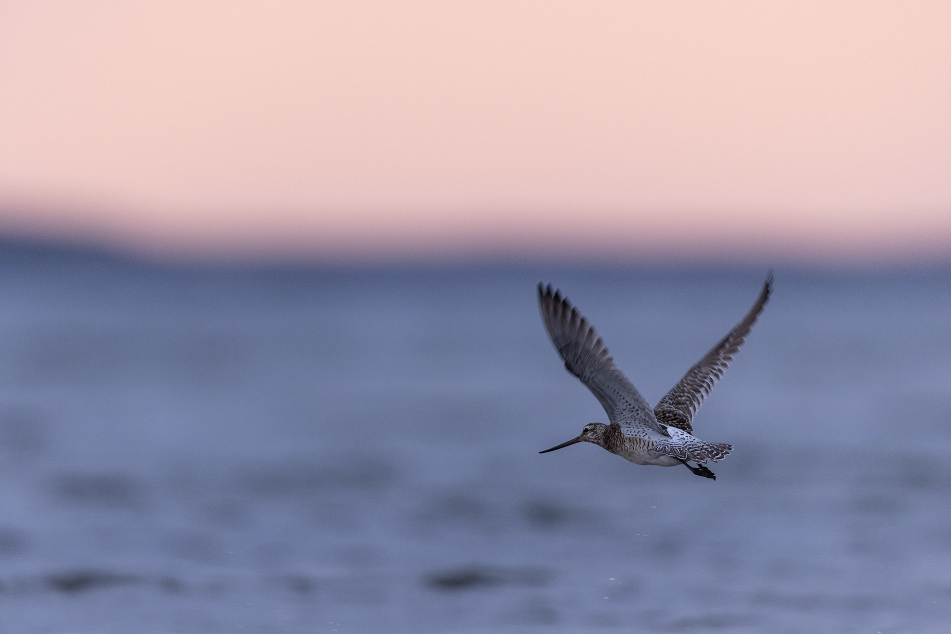 Bar-tailed godwit