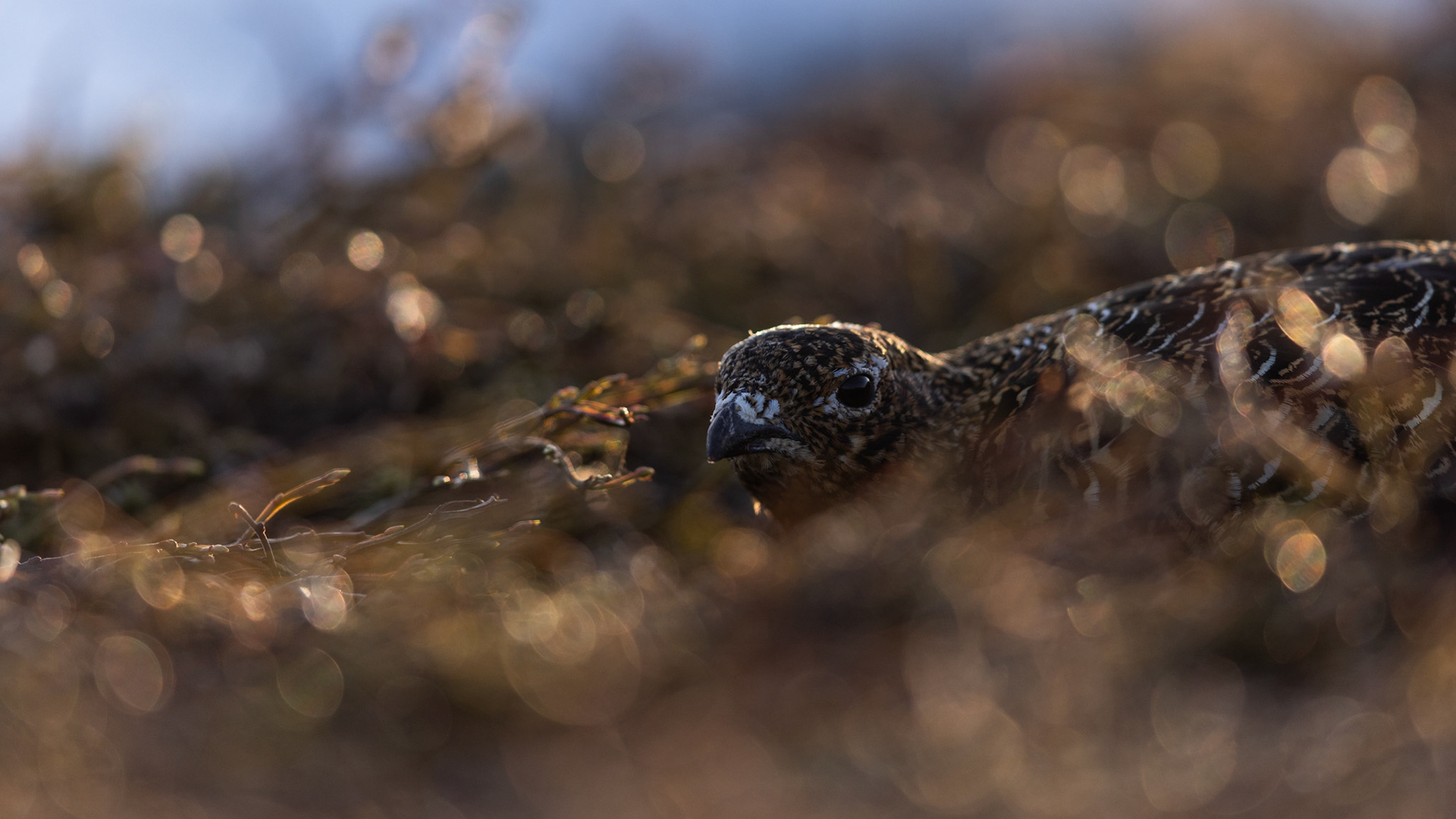 Willow grouse