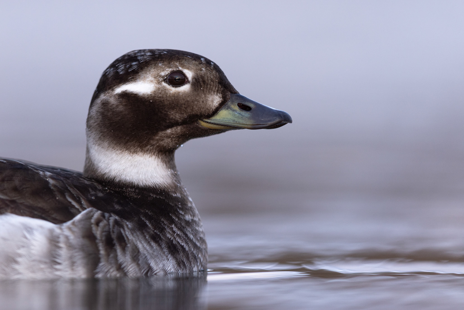Long-tailed duck