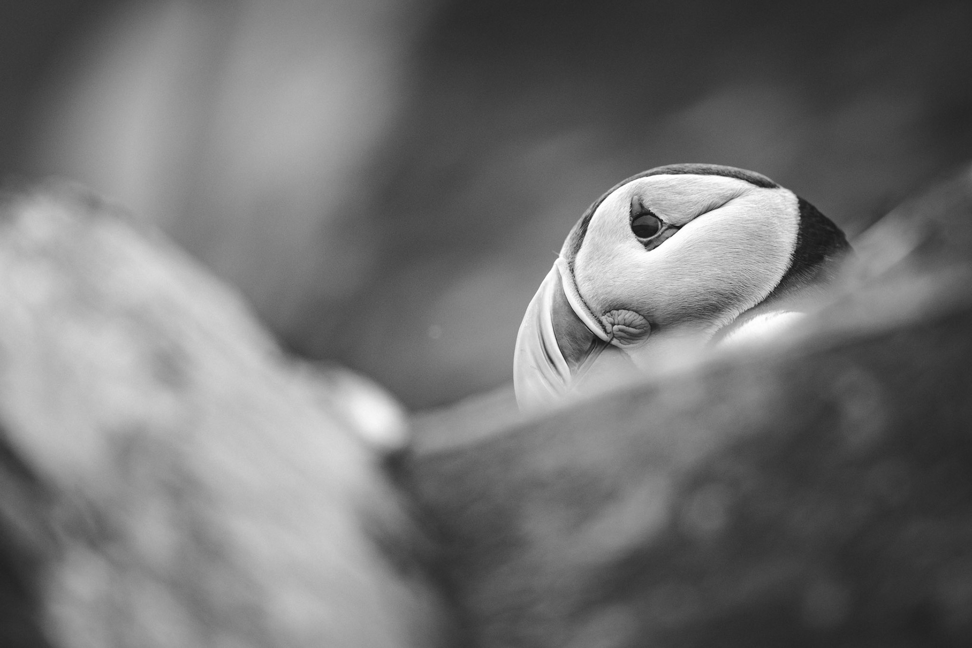 Puffin