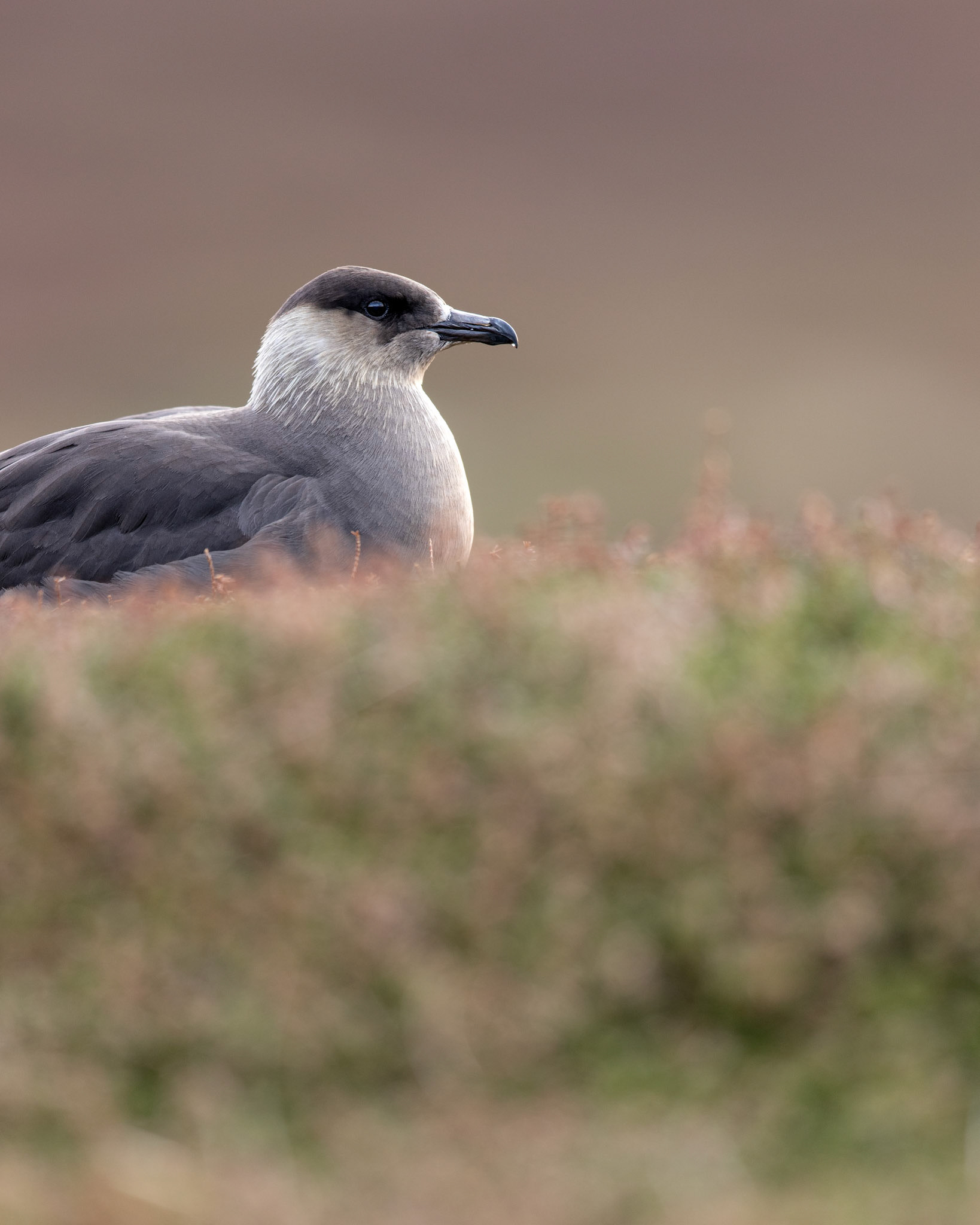 Arctic skua