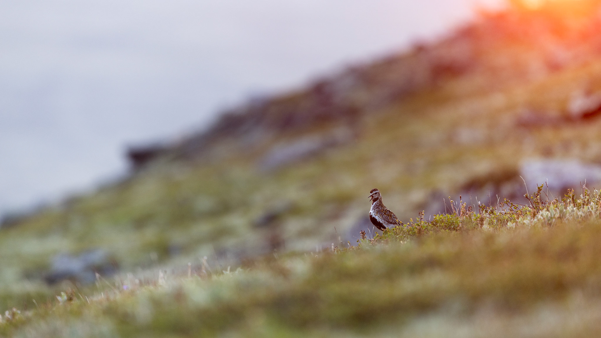 Hiker´s best friend