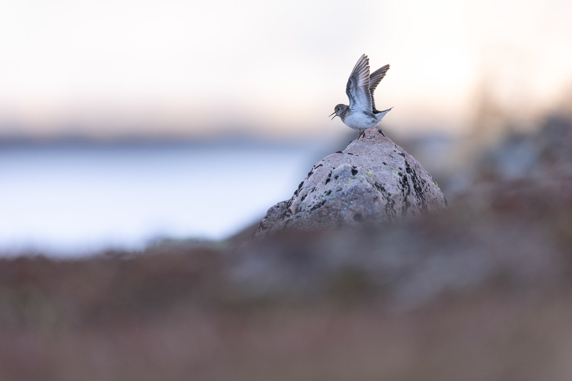 Temmincks stint