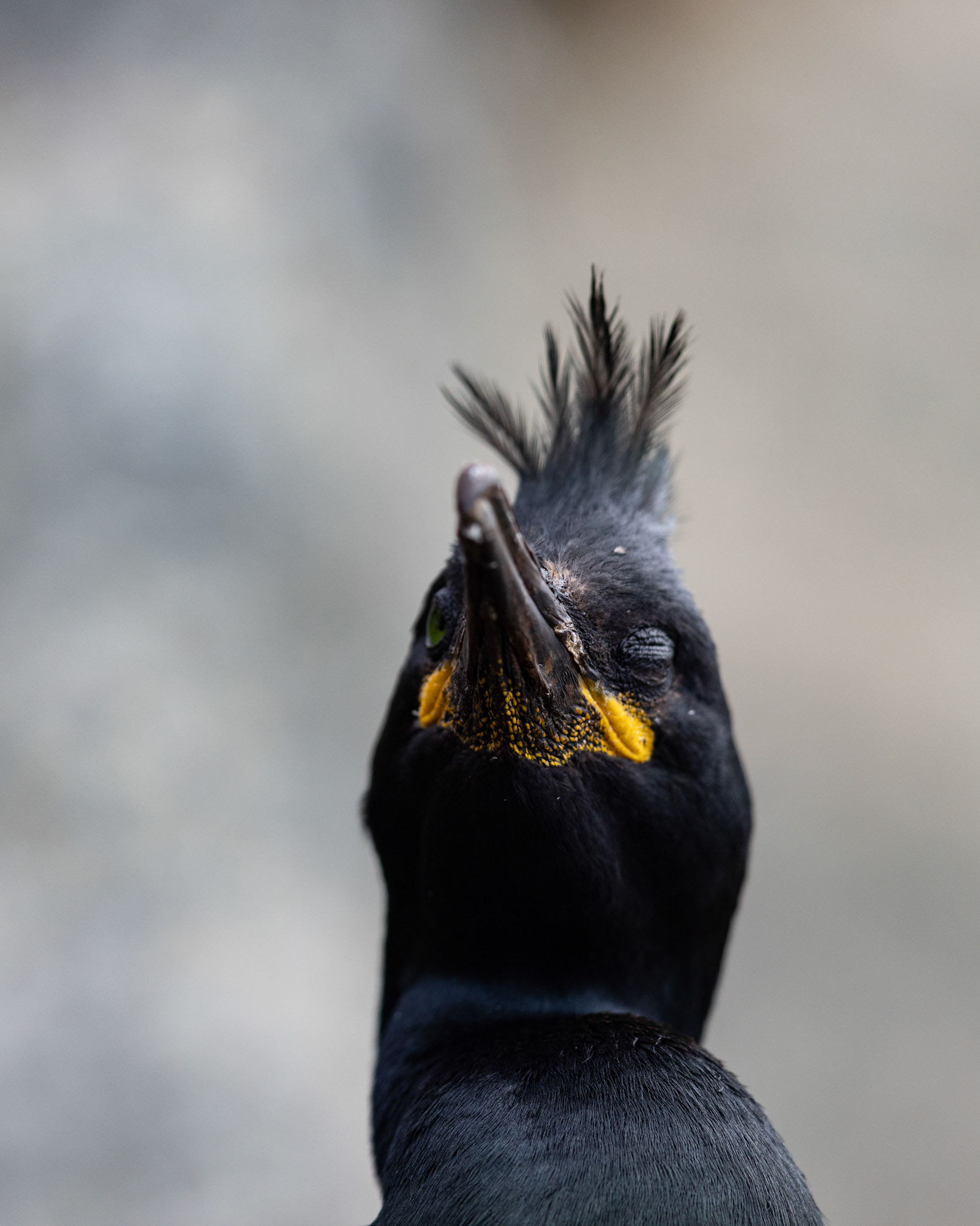 European shag