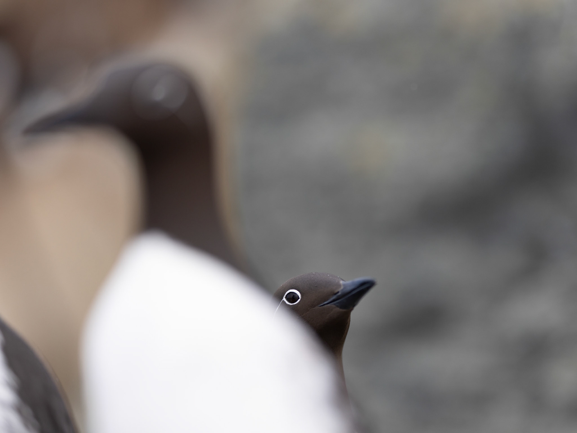 Common guillemot