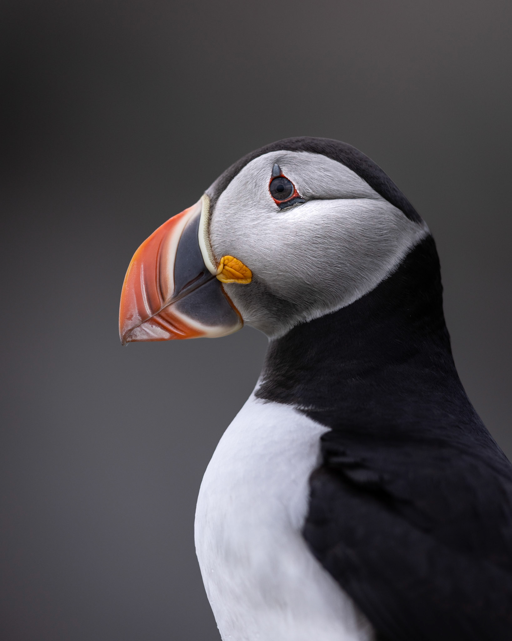 Puffin