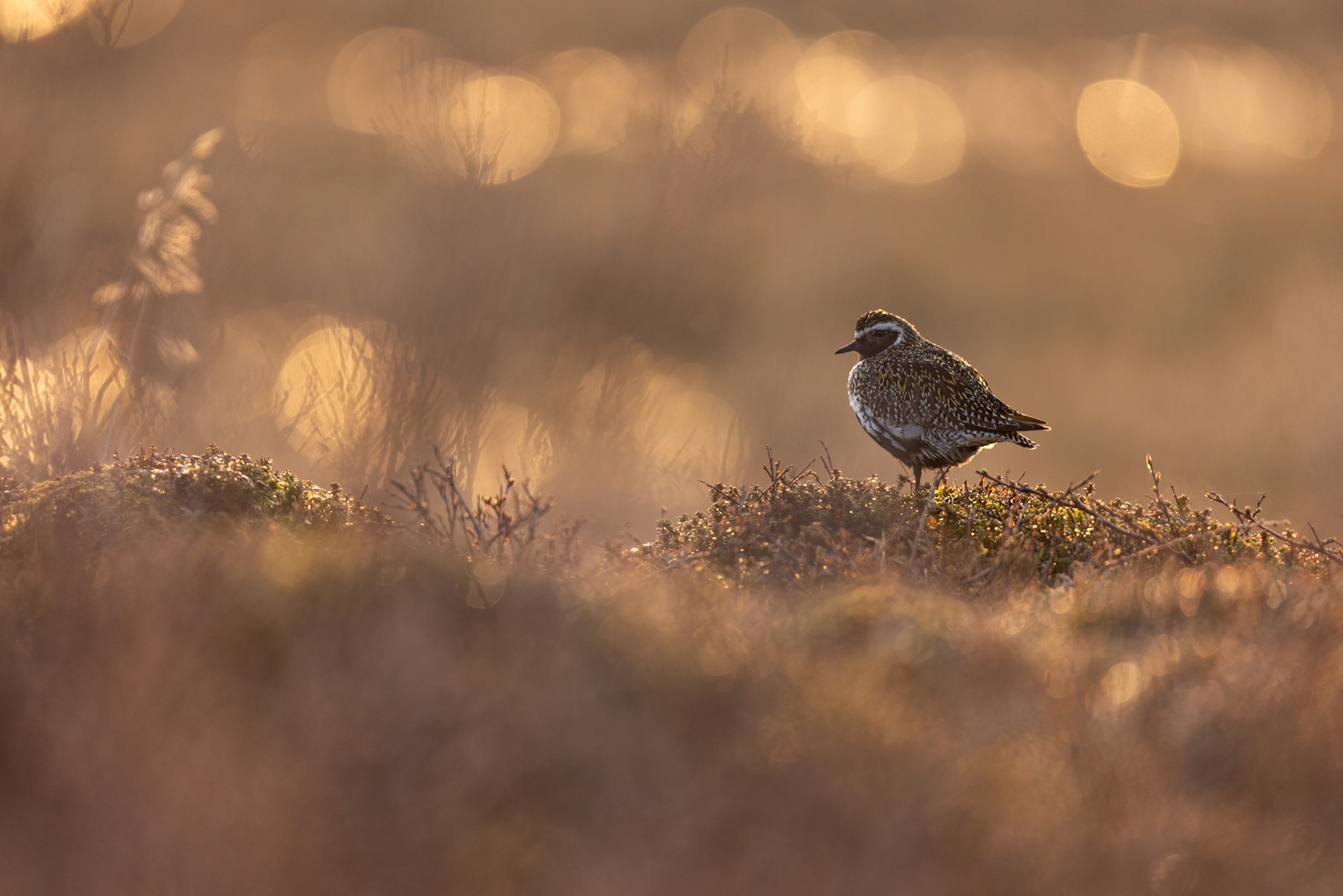 Golden plover