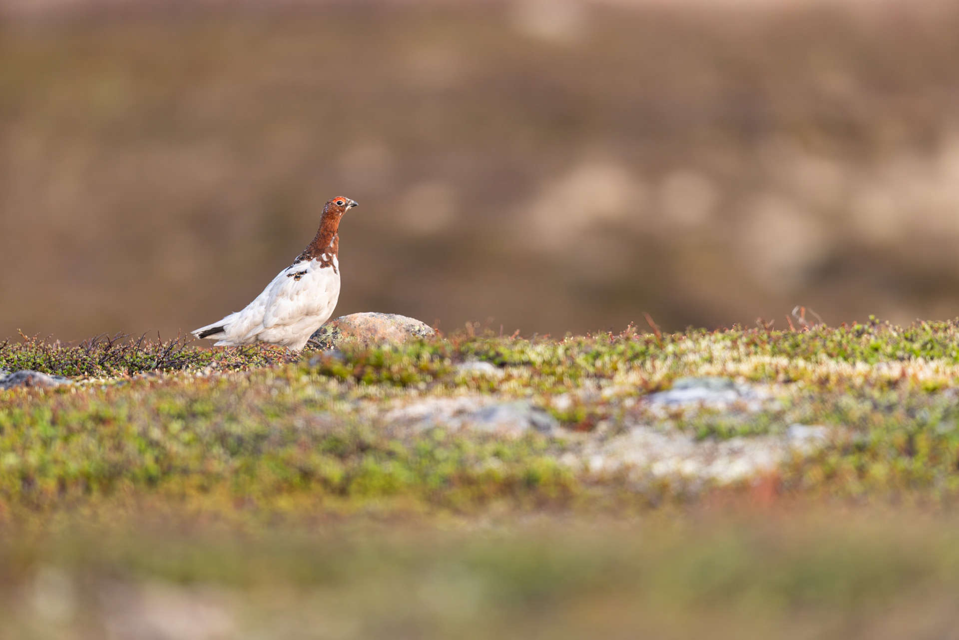 Willow grouse