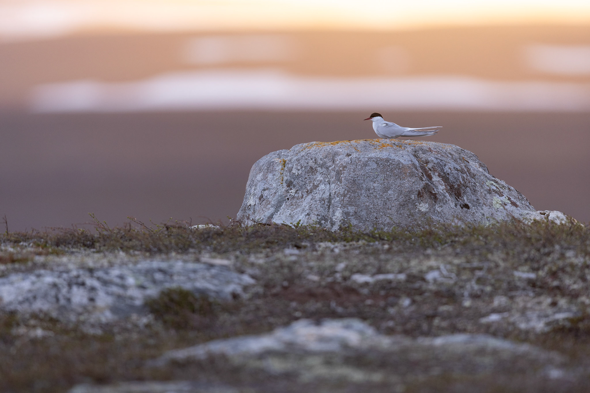 Arctic tern
