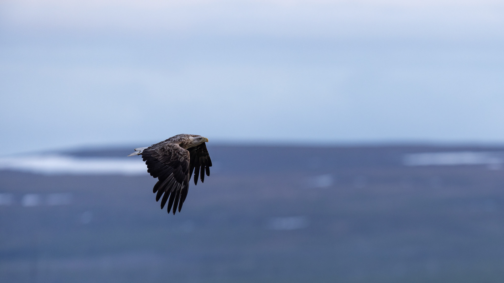 White-tailed eagle