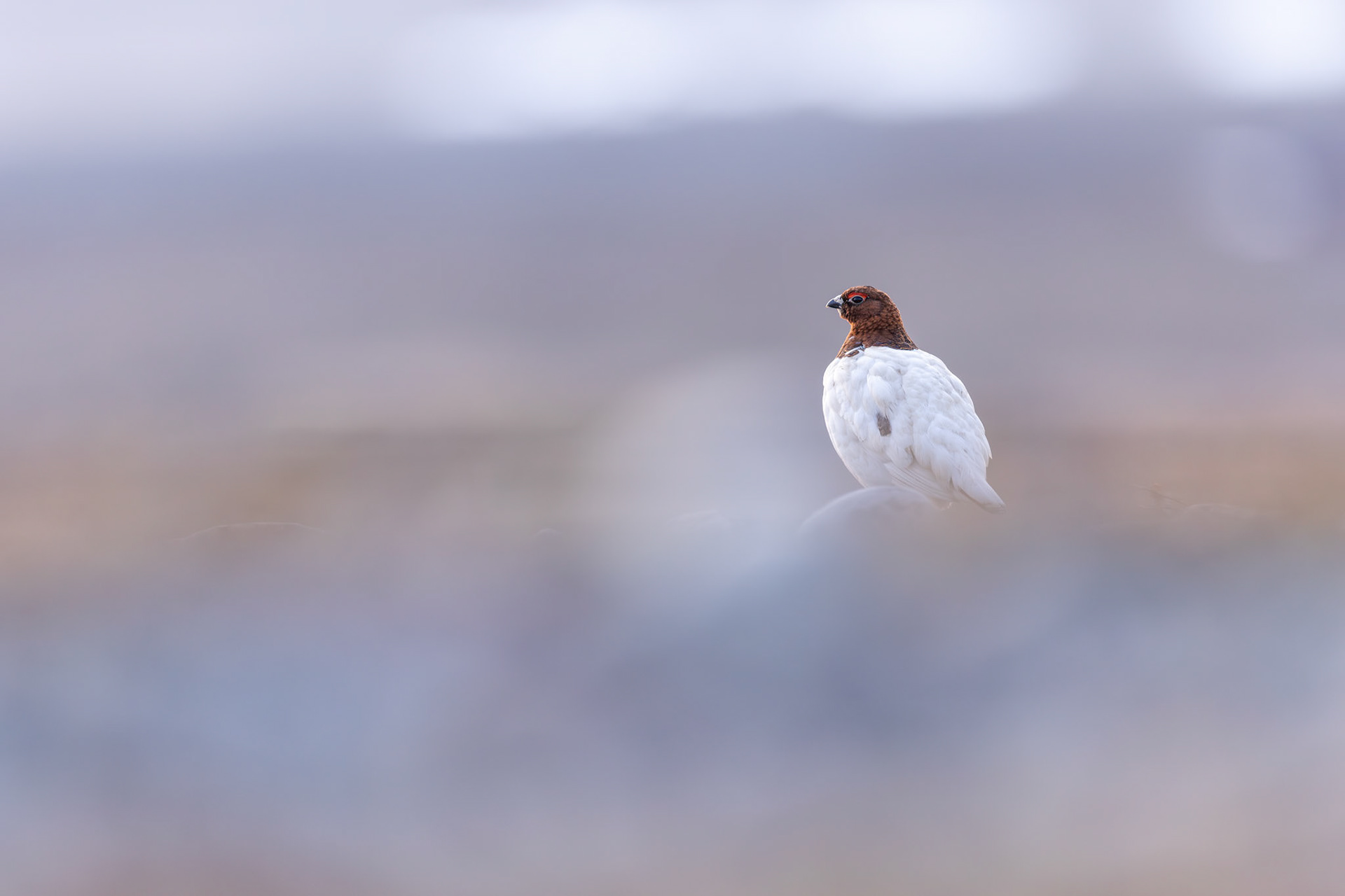 Willow grouse
