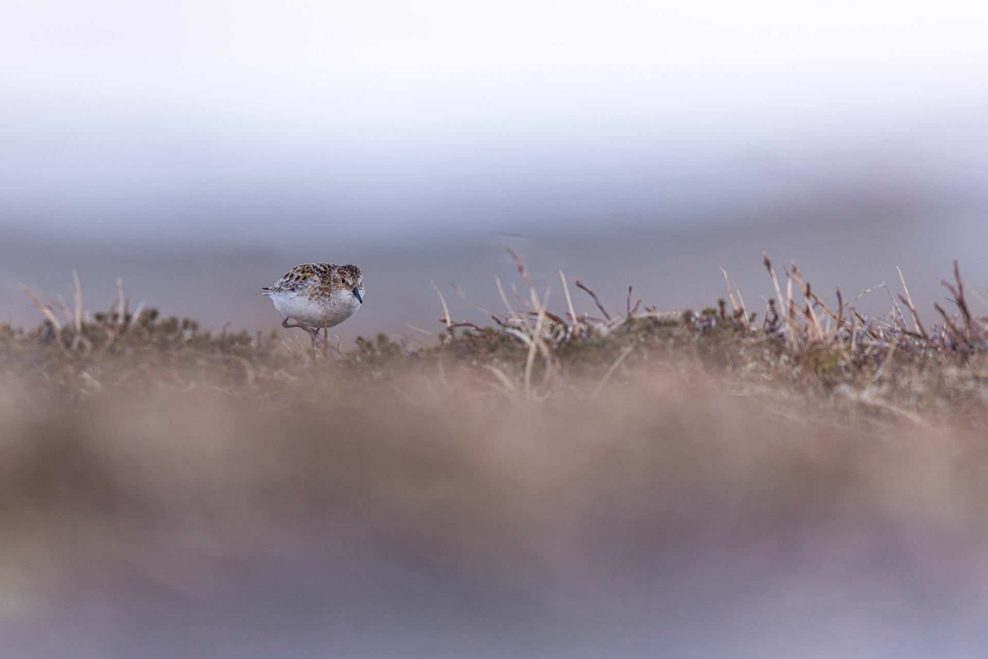 Little stint