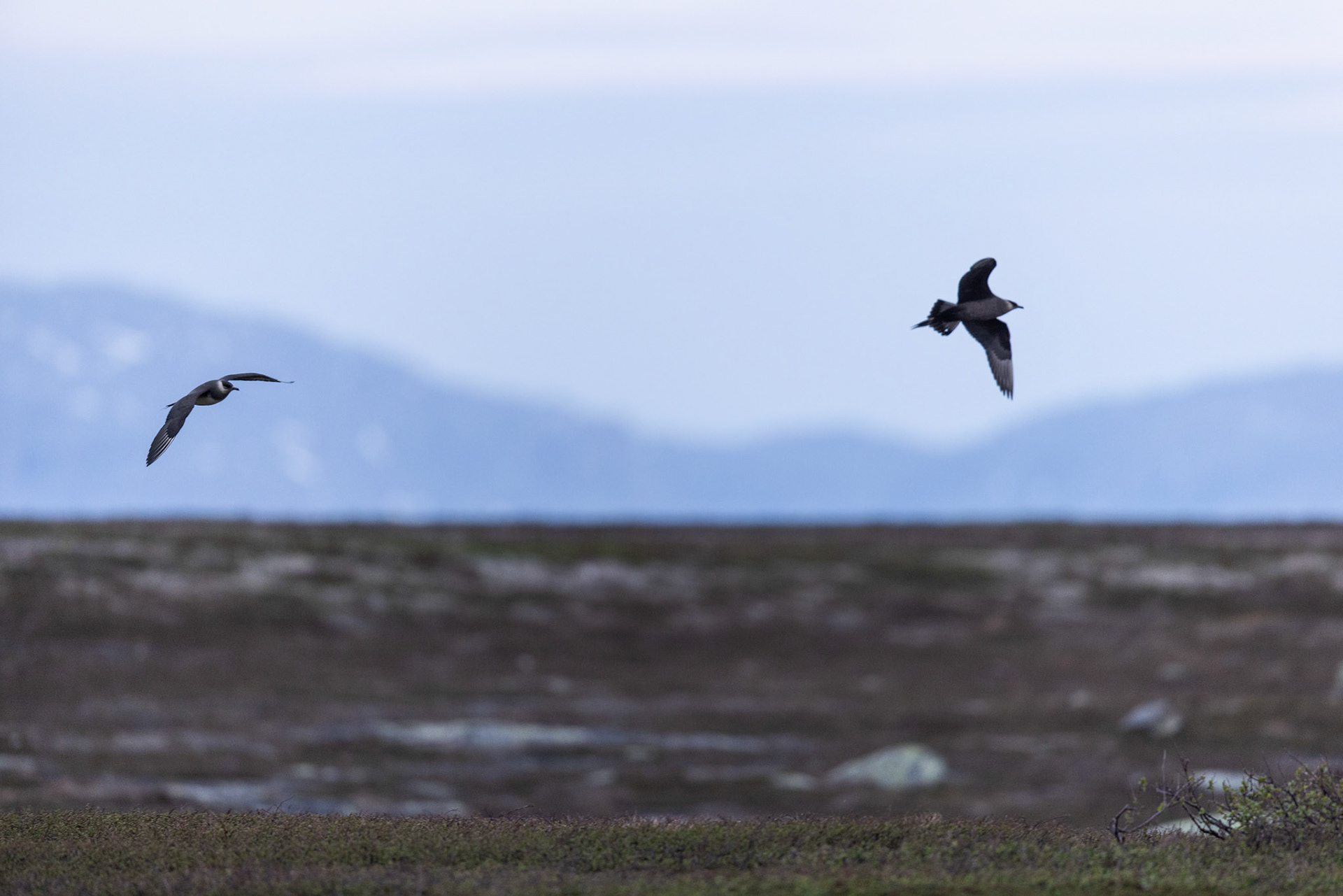 Skuas