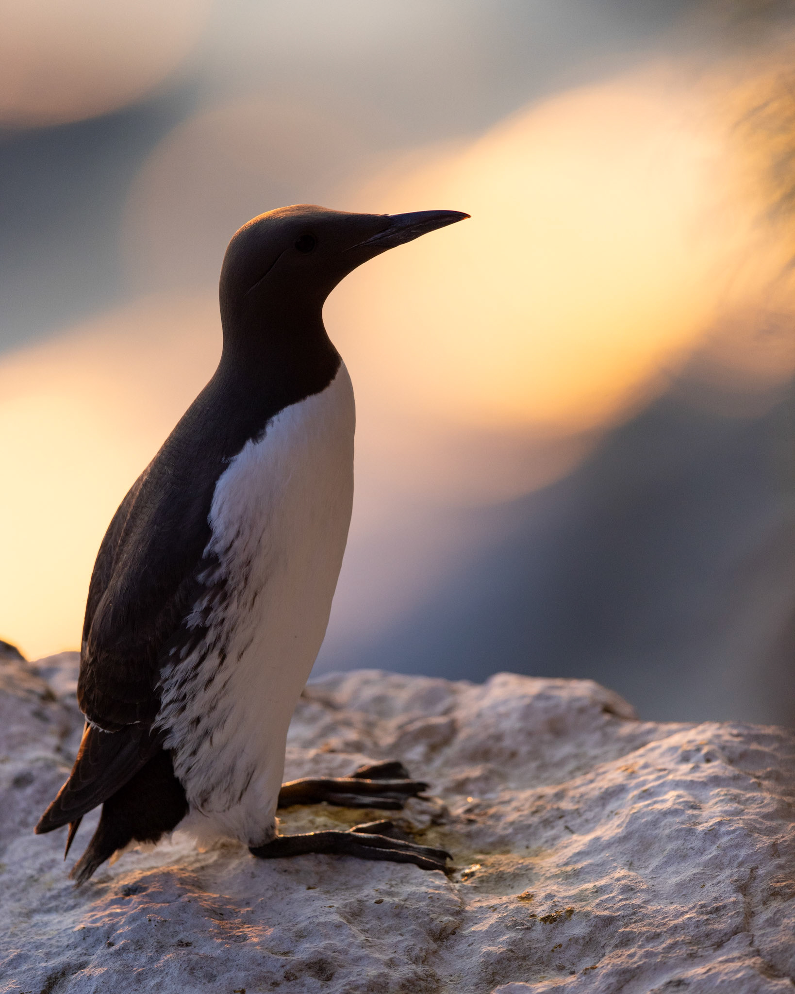 Common guillemot