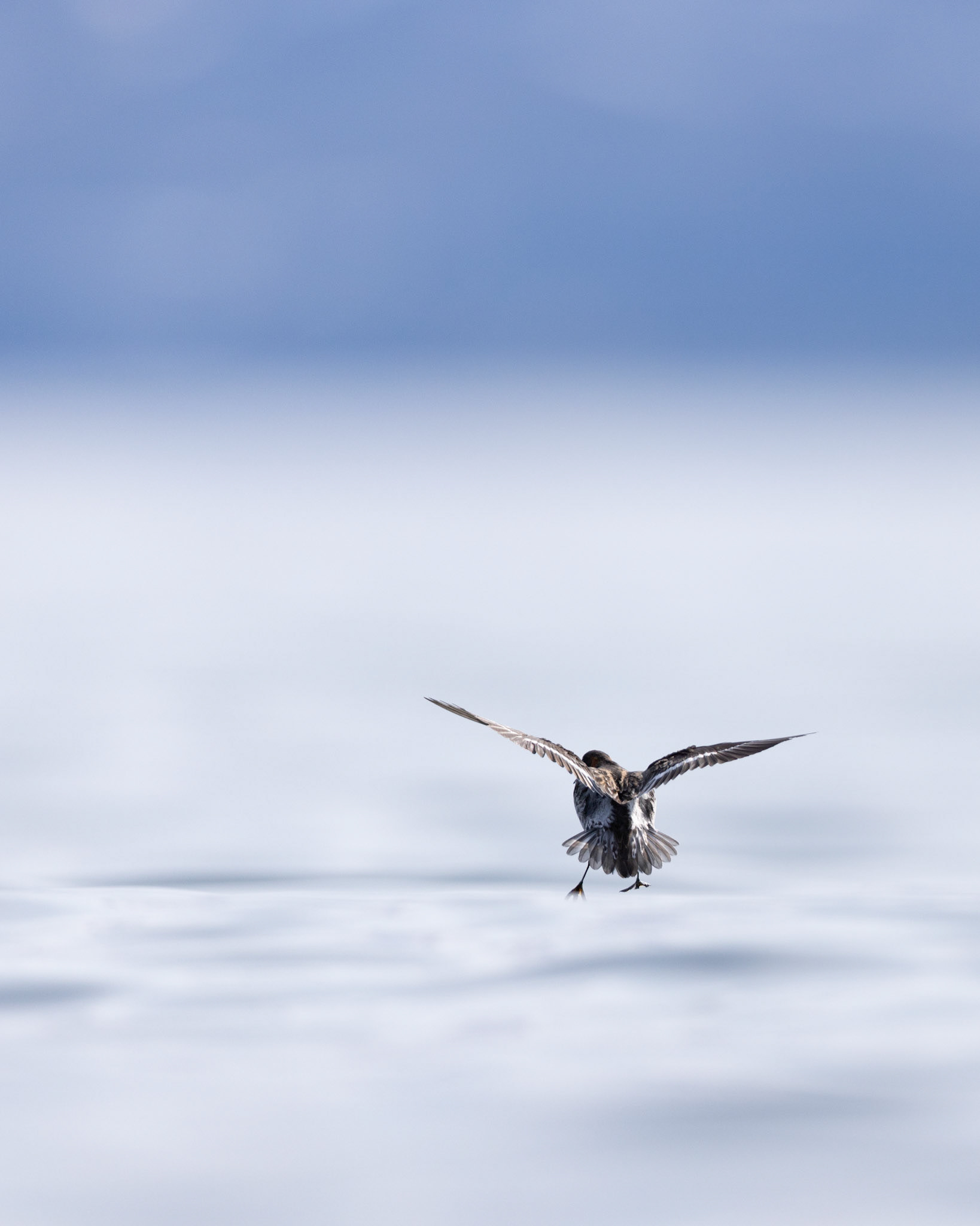 Red-necked phalarope