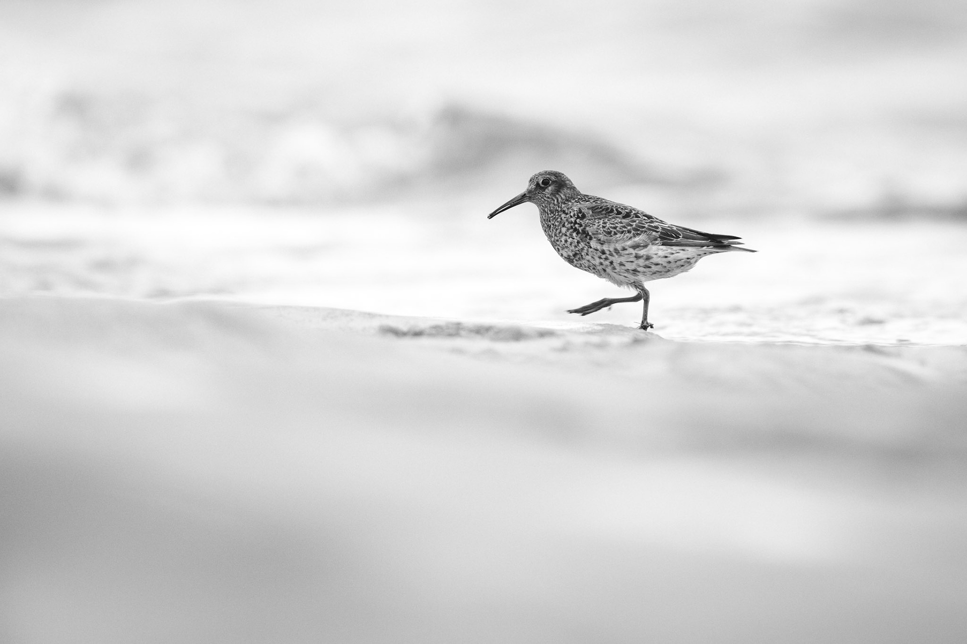 Purple sandpiper