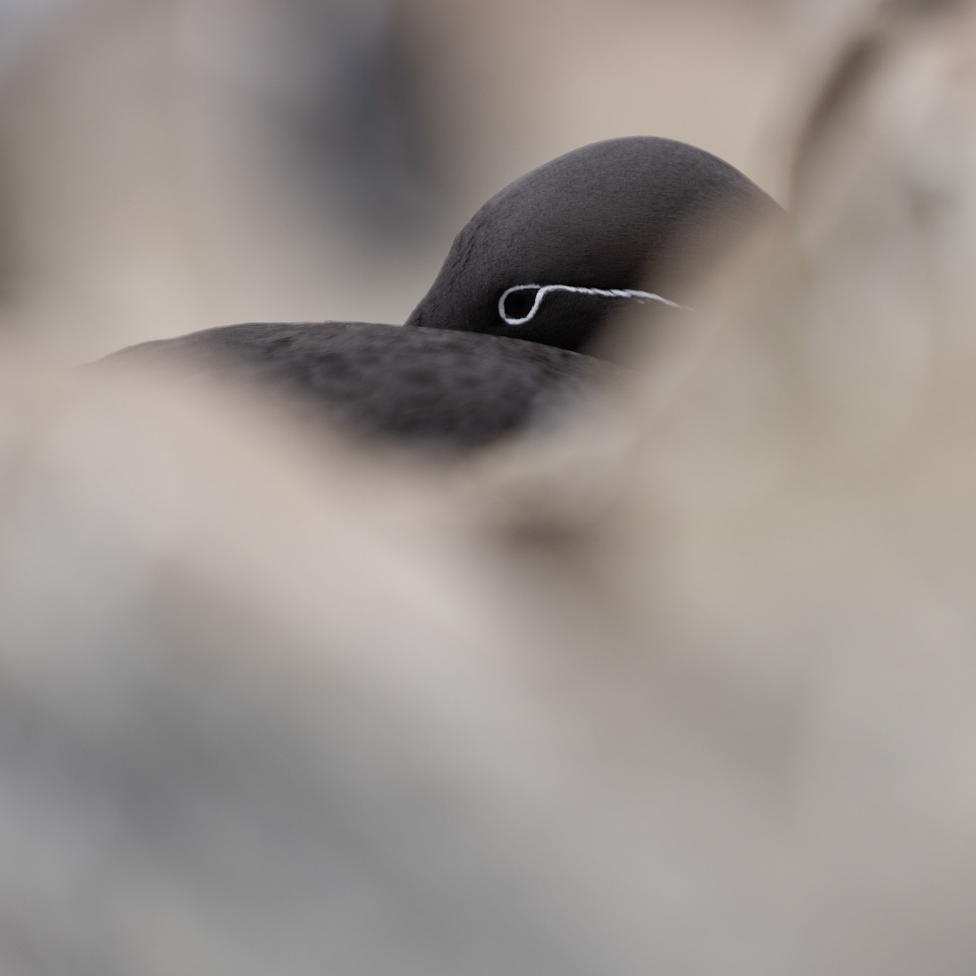 Common guillemot