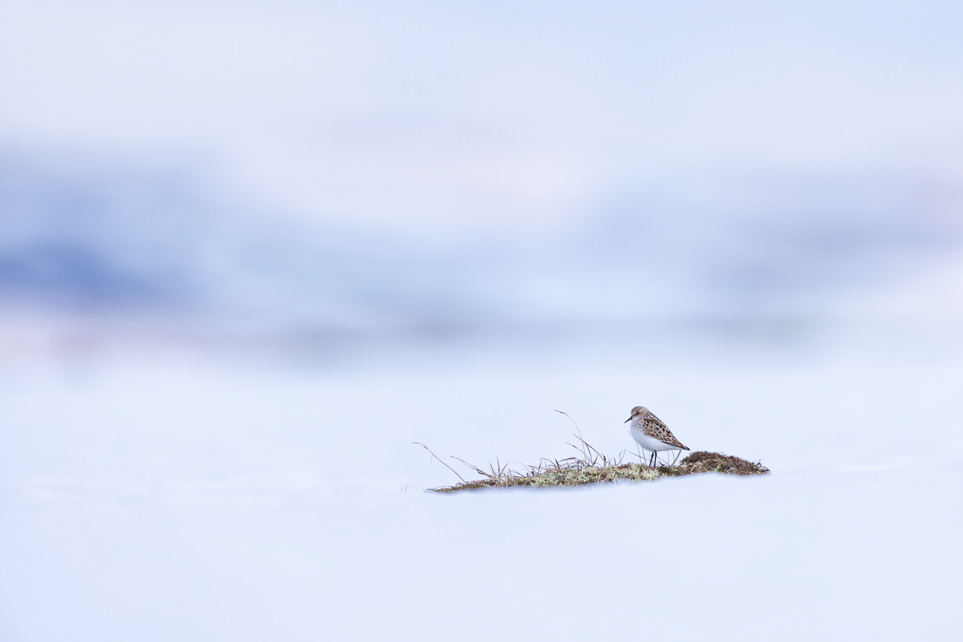 Little stint