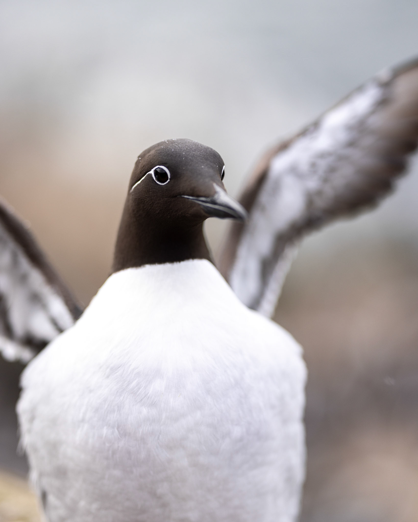 Common guillemot