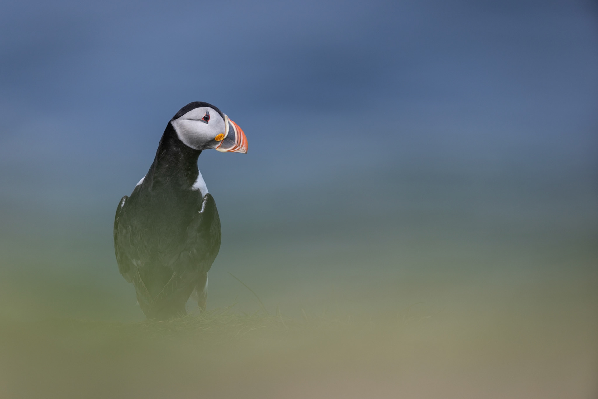 Puffin