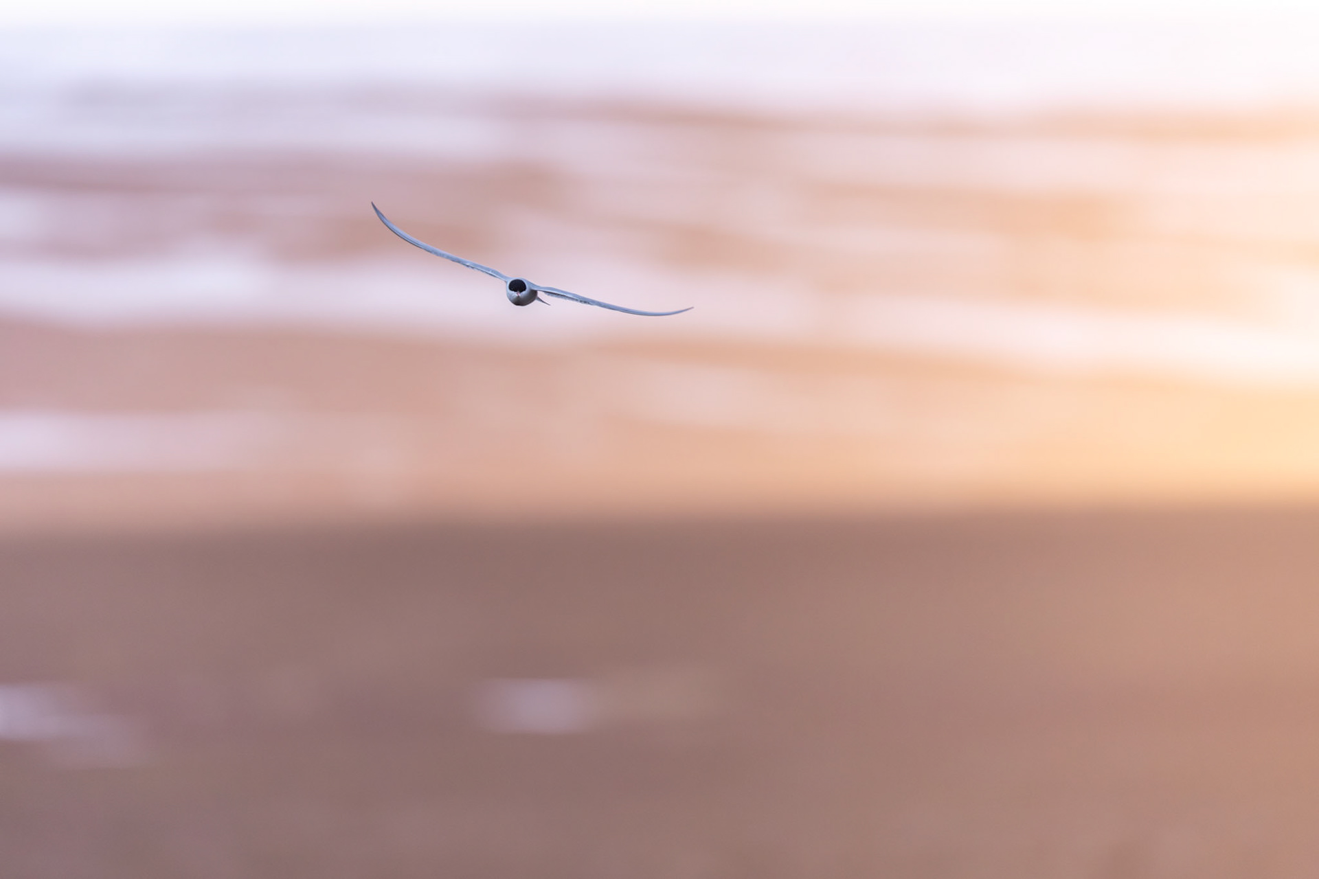 Arctic tern