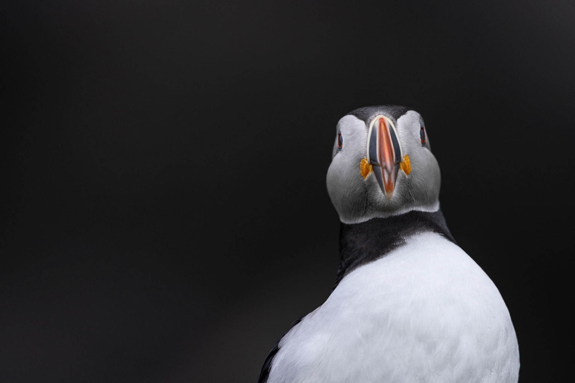 Puffin