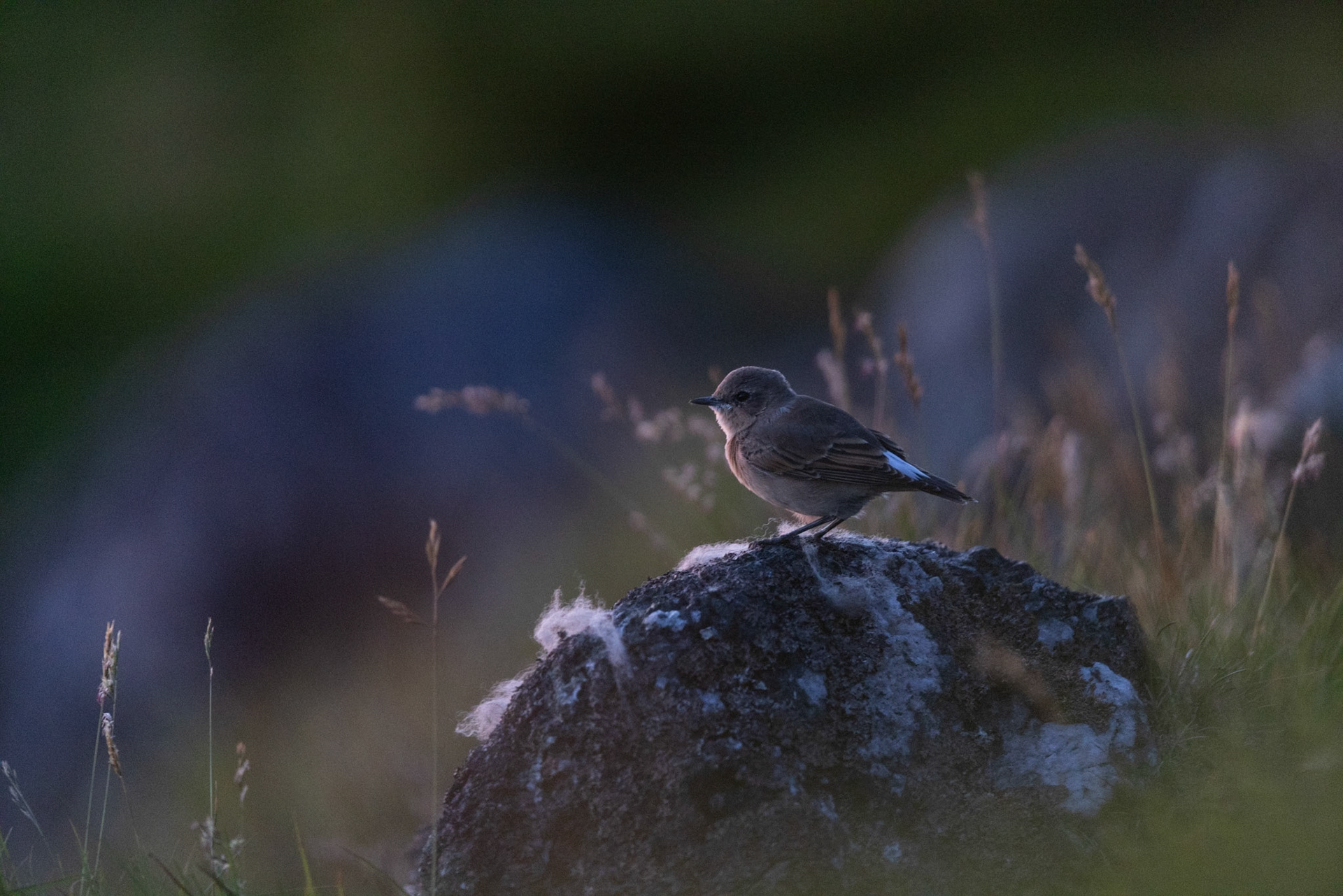 Northern wheatear